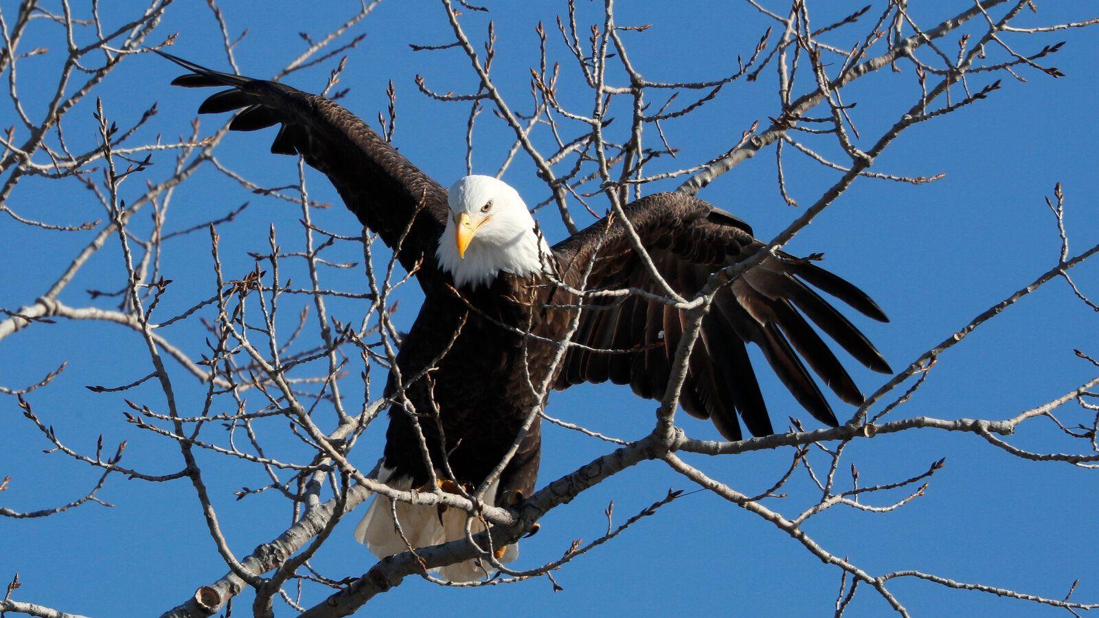 1600x900 America's Bald Eagle Population Has Quadrupled