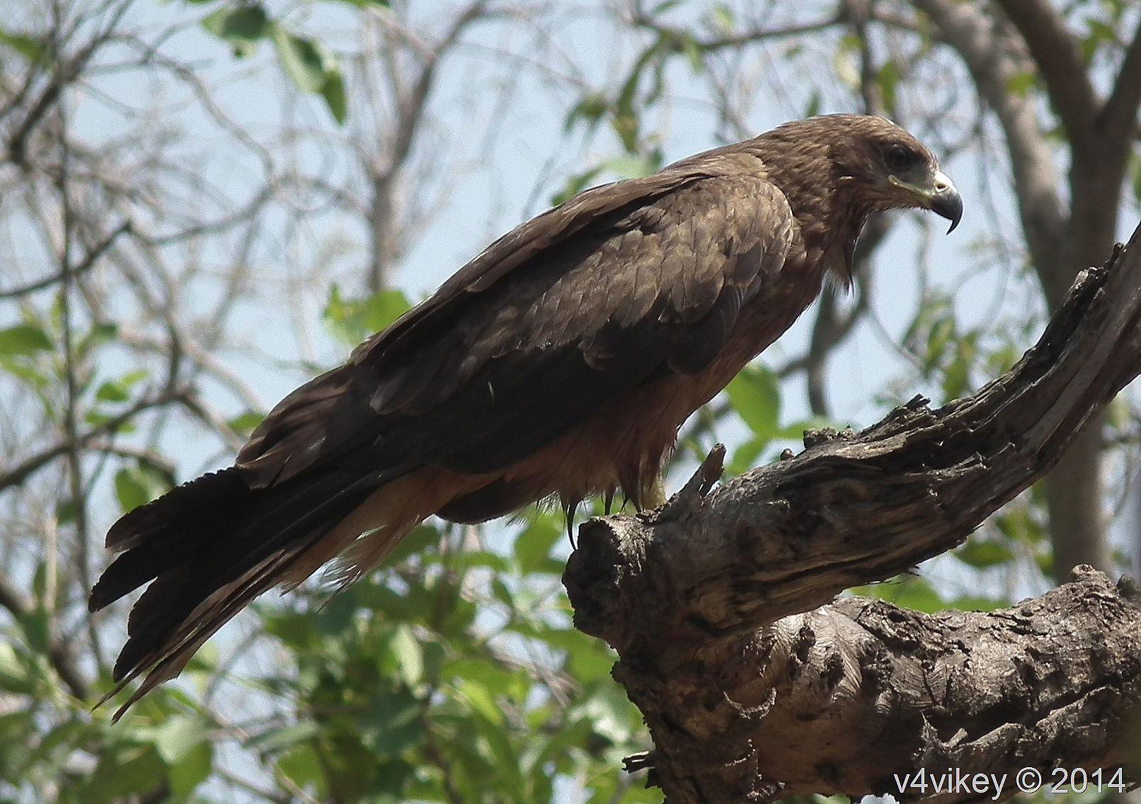 1612x1135 Indian Eagle–Bird Wallpaper