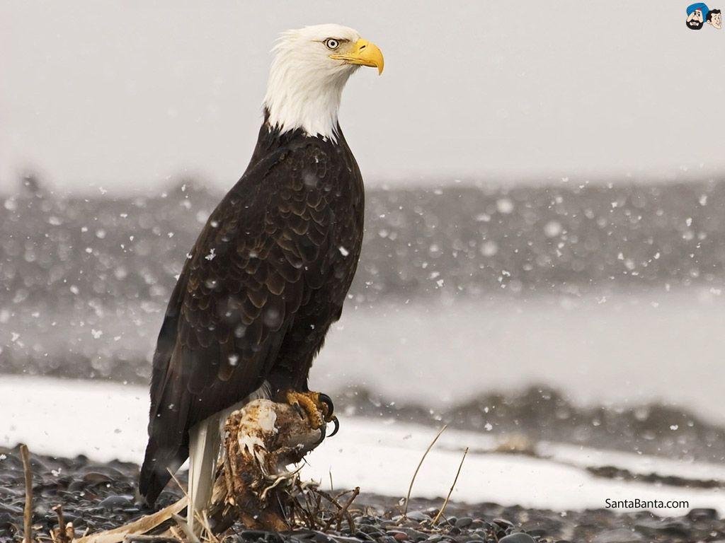 1024x768 Eagle Wallpaper HD