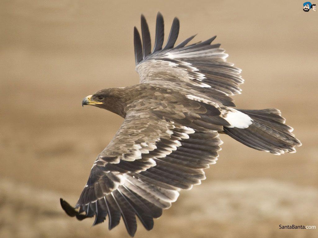 1024x768 Flying Eagle