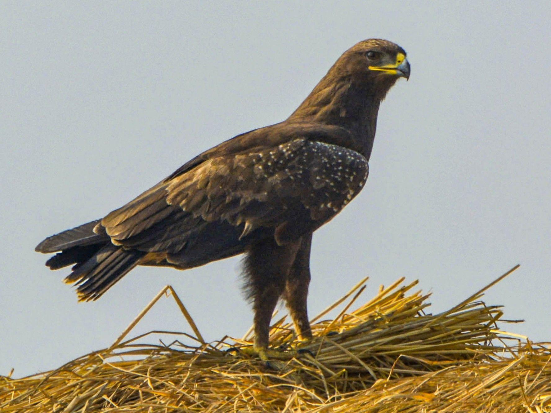 1776x1332 Indian Spotted Eagle