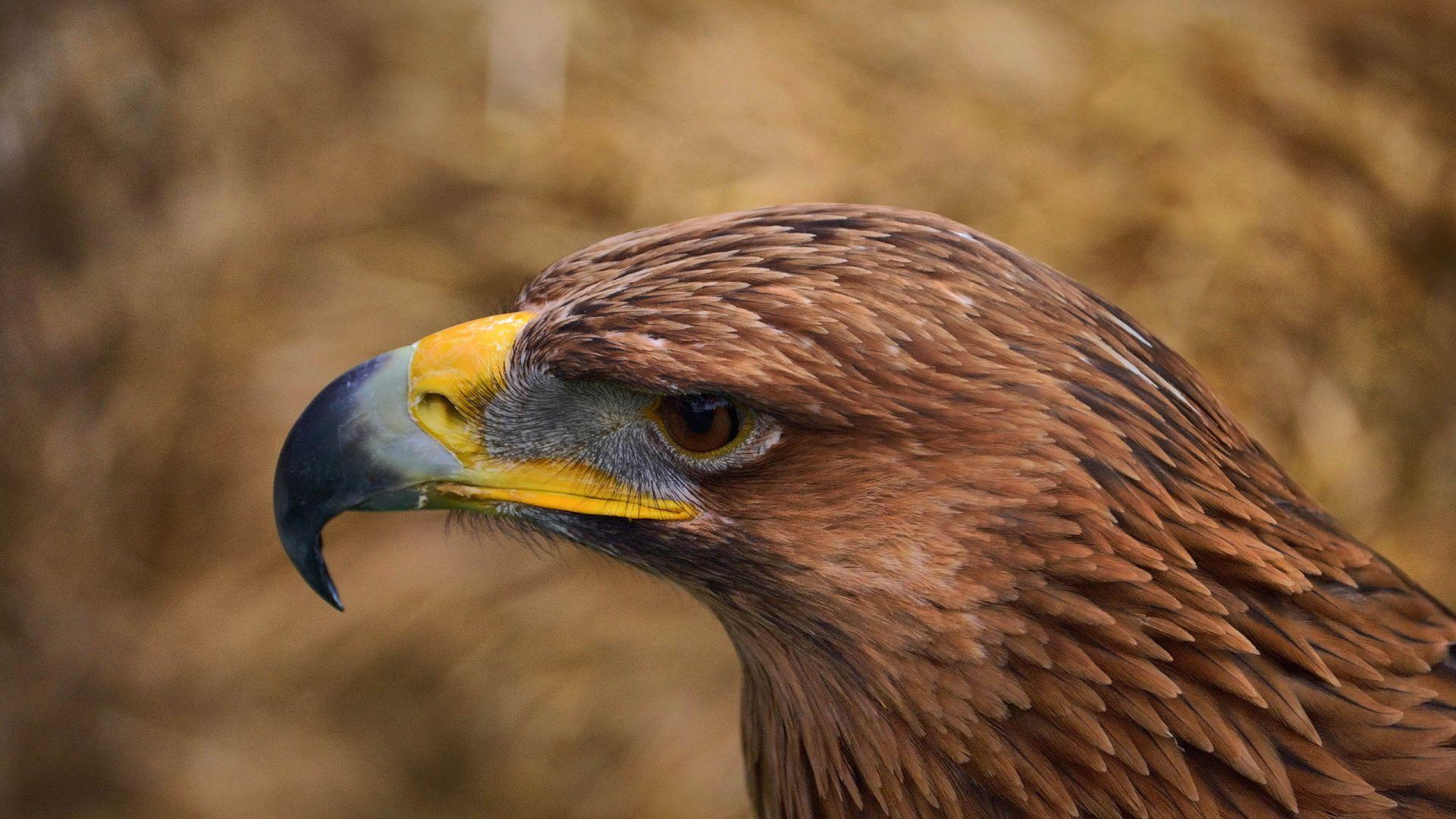 1920x1080 Download 1920x1080 HD Wallpaper eagle muzzle beak predator, Desktop Background HD