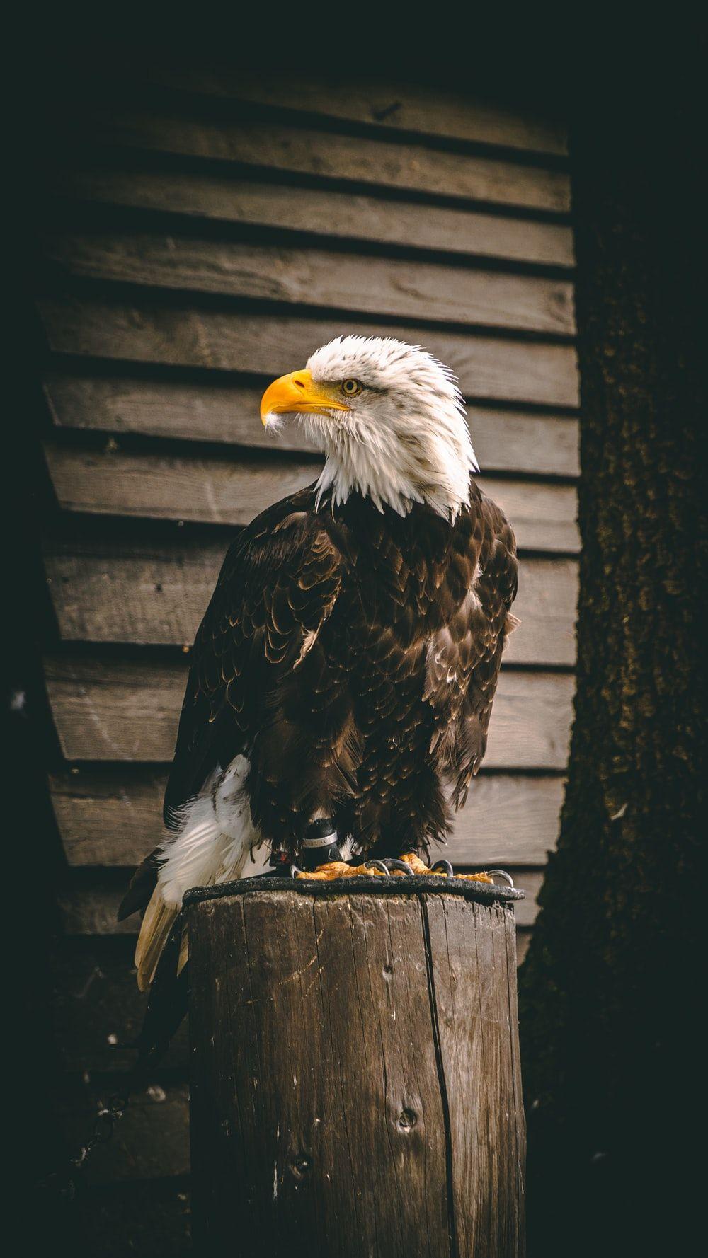 1000x1778 Eagle Wallpaper: Free HD Download [HQ]