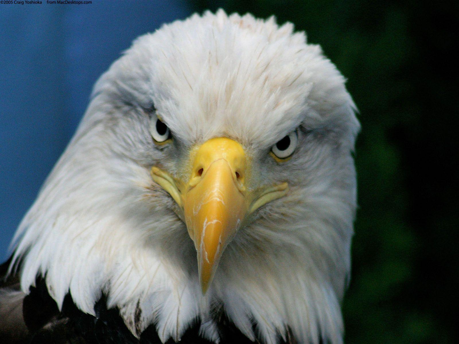 1600x1200 Falcon Image: Golden Eagle Pet In India