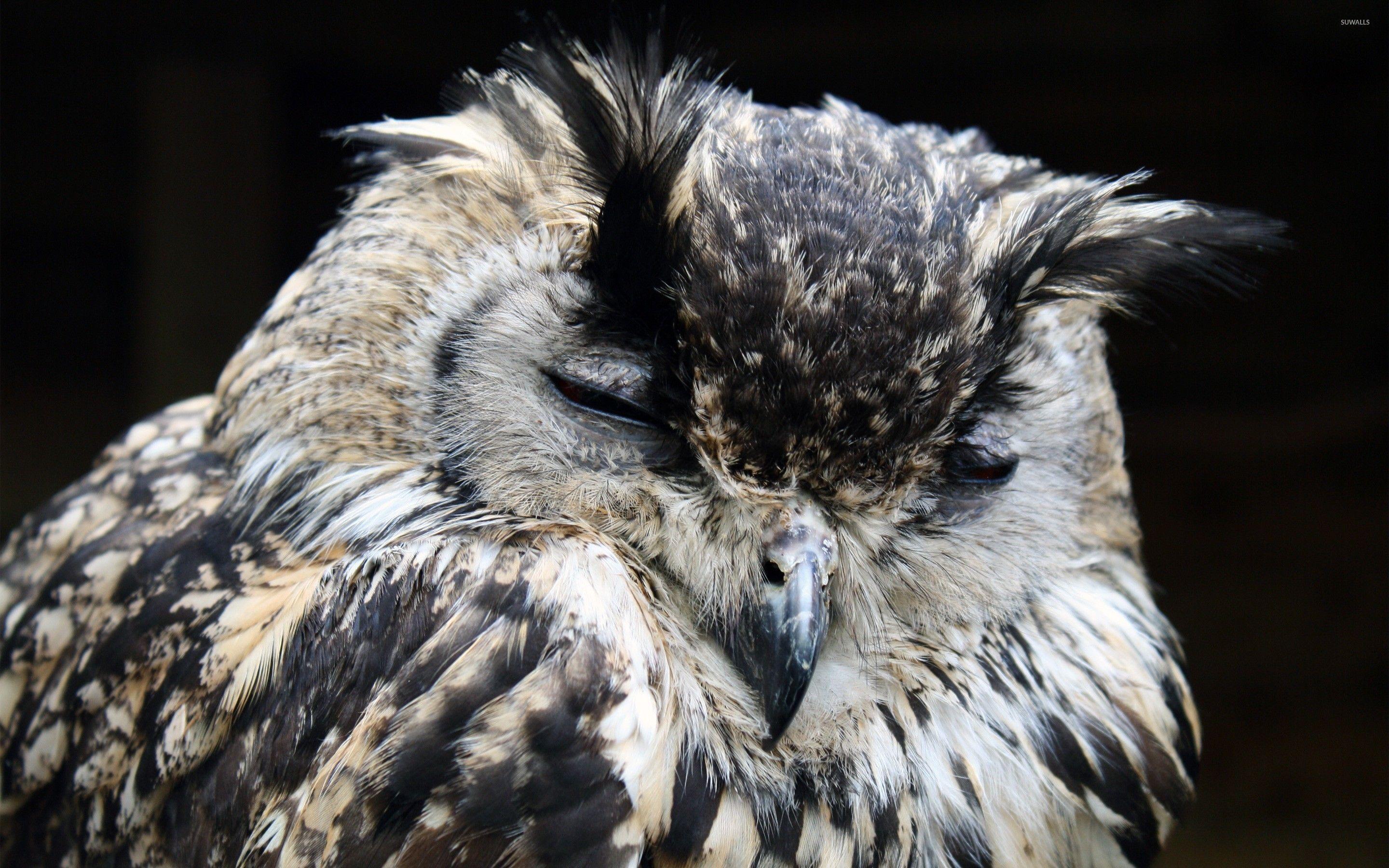 2880x1800 Indian Eagle Owl Wallpaper Wallpaper