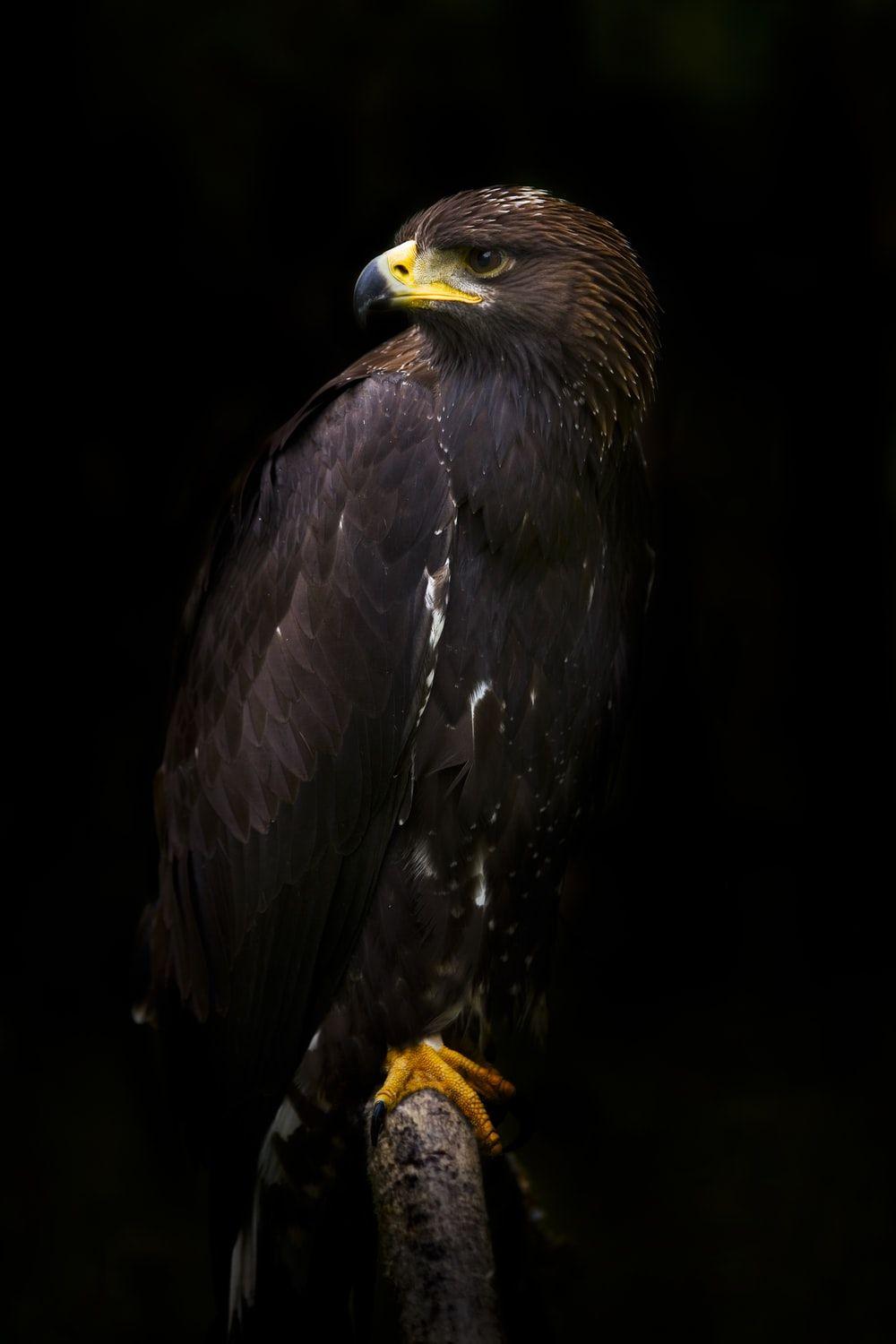 1000x1500 Golden Eagle Picture [HD]. Download Free Image