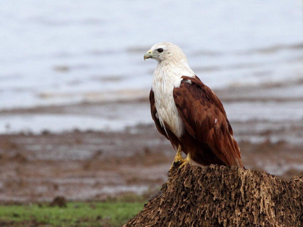 1024x768 BirdPhotographers.net Ain't Just Birds