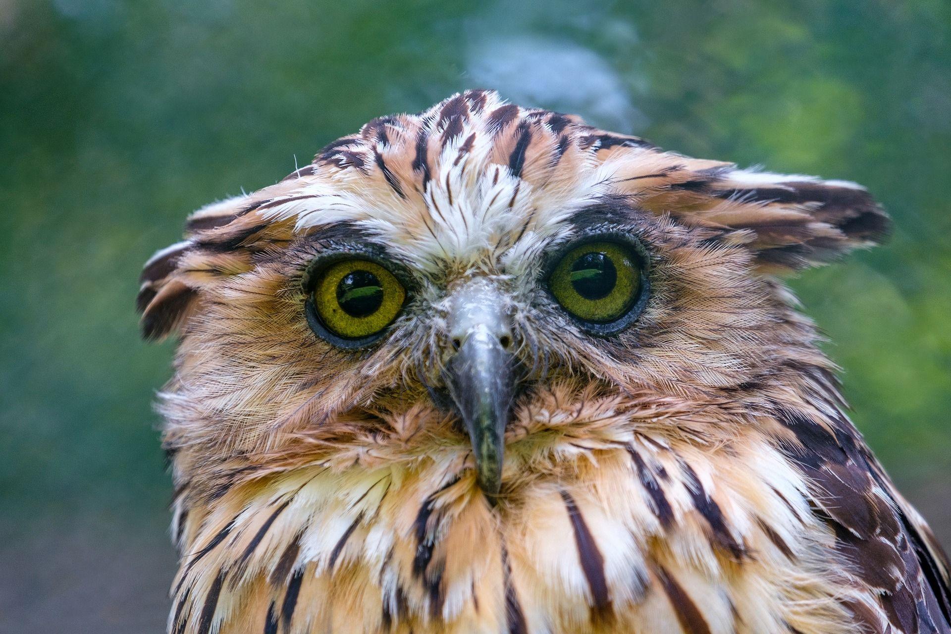 1920x1280 Indian Eagle Owl Wallpaper 50195