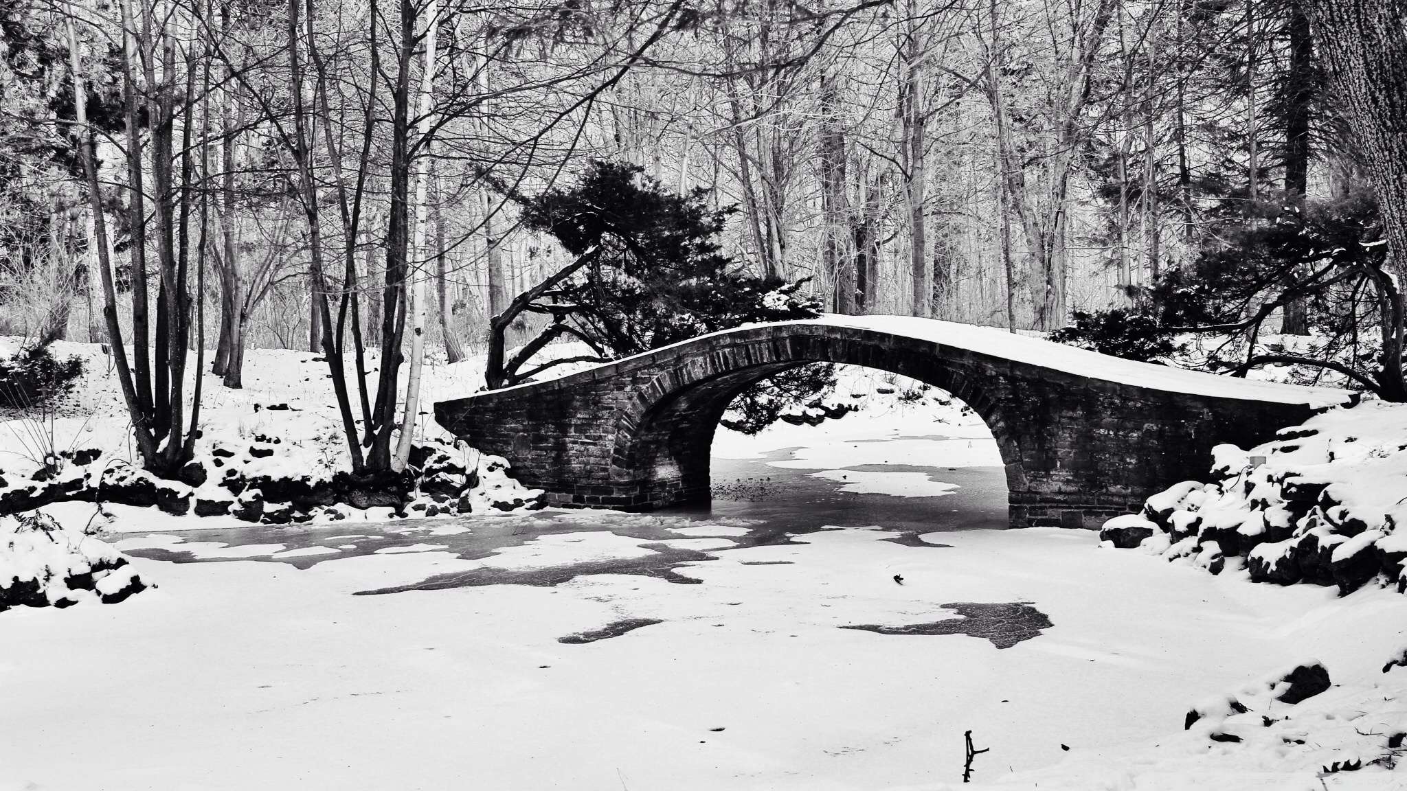 2048x1152 Black And White Winter Forest Wallpaper