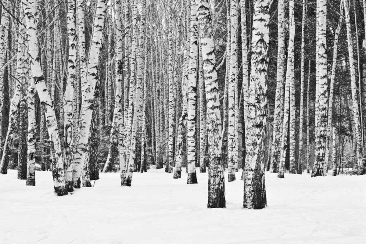 Black and White Winter Forest Wallpapers Top Free Black and White