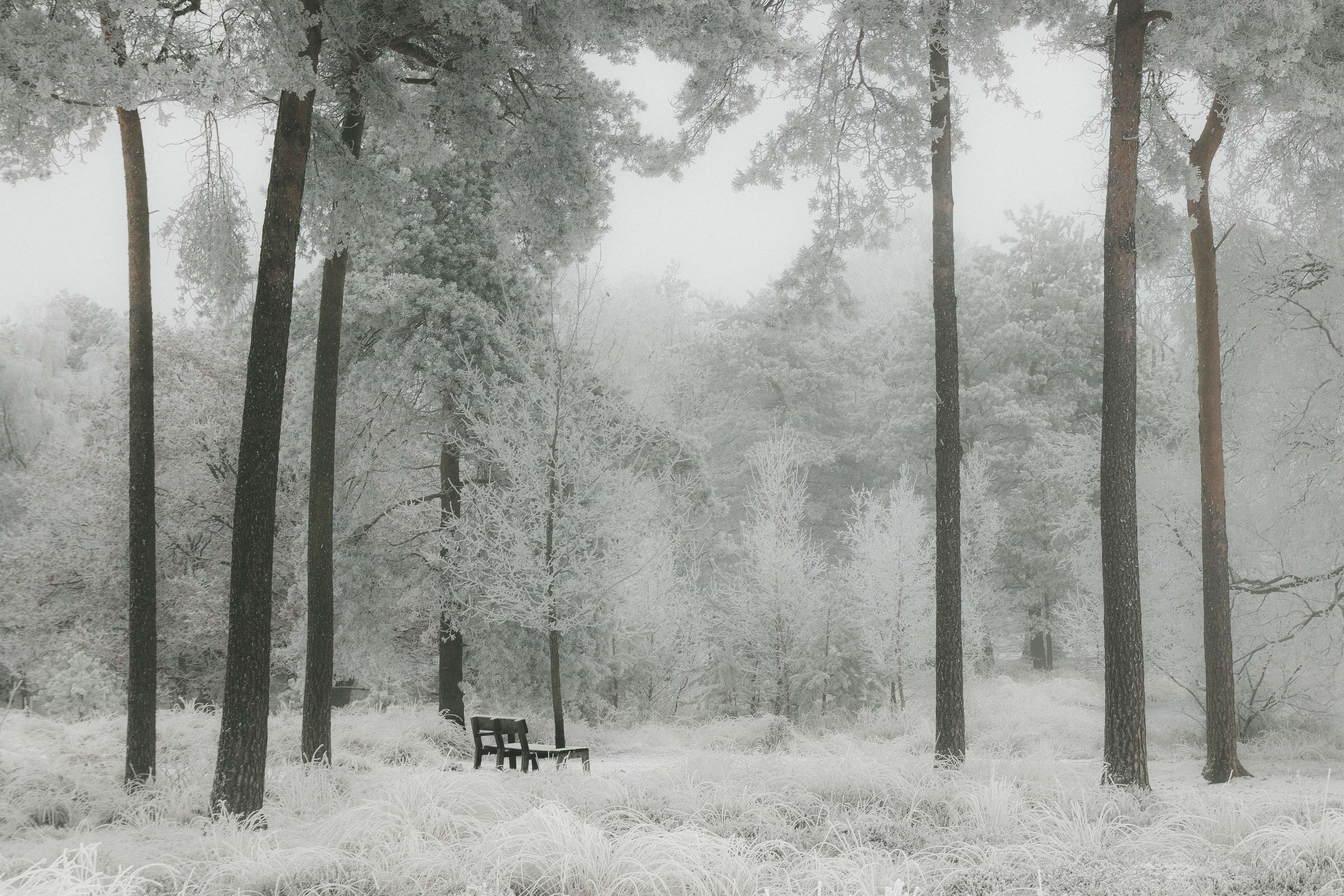 3840x2560 Black And White Winter Forest Wallpaper