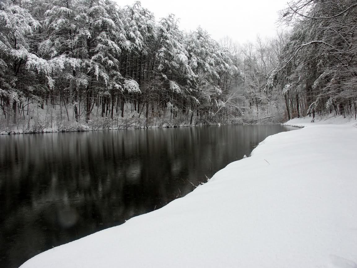 1152x864 Black And White Winter Forest Wallpaper