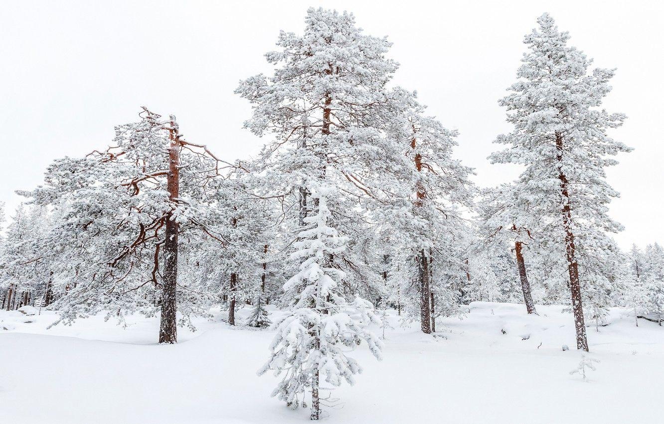 1332x850 Wallpaper winter, forest, snow, trees, branches, trunks, the snow, white background, pine, snowy, Bor, pine, snow image for desktop, section пейзажи