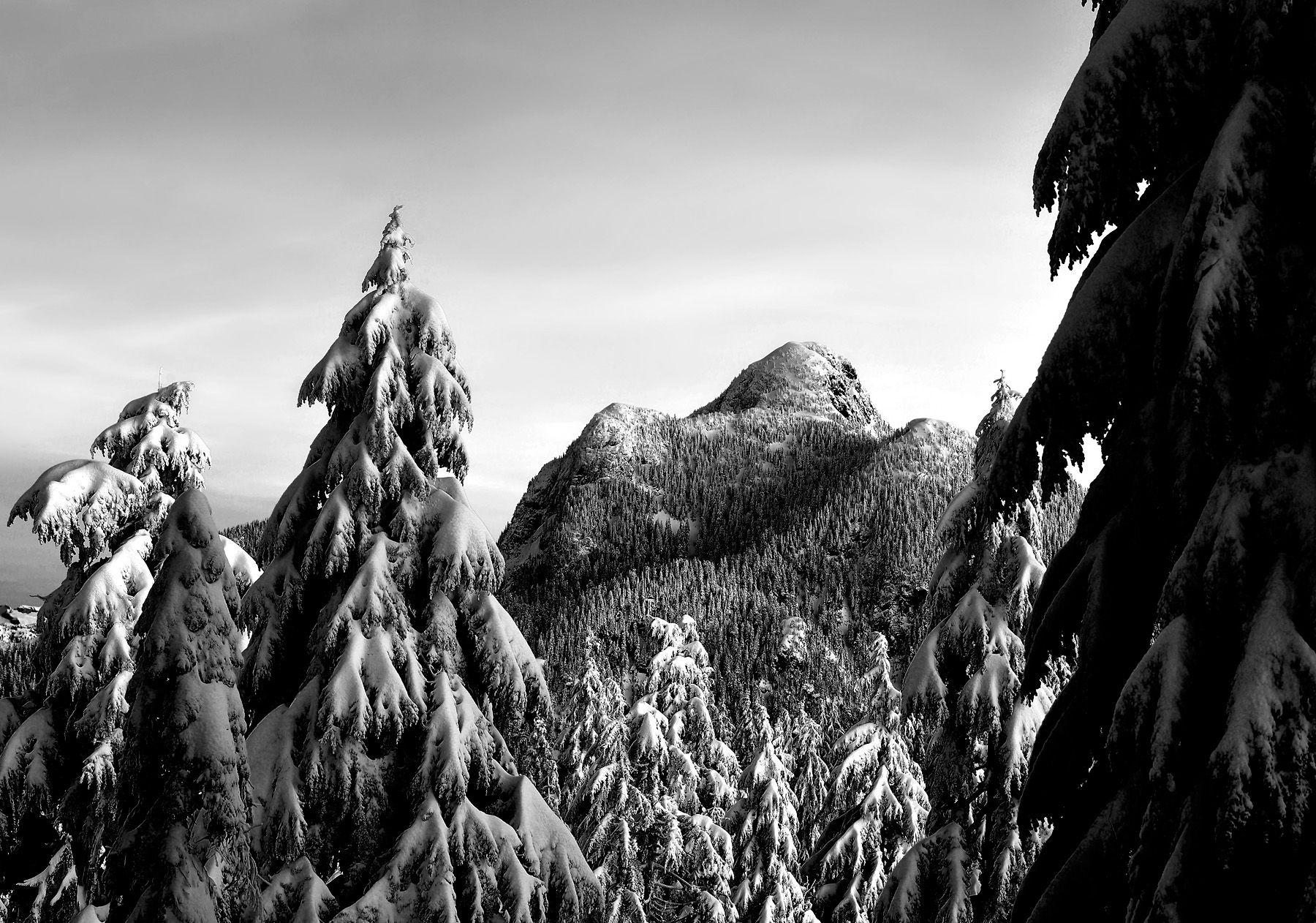 1800x1262 Black and White Forest Wallpaper