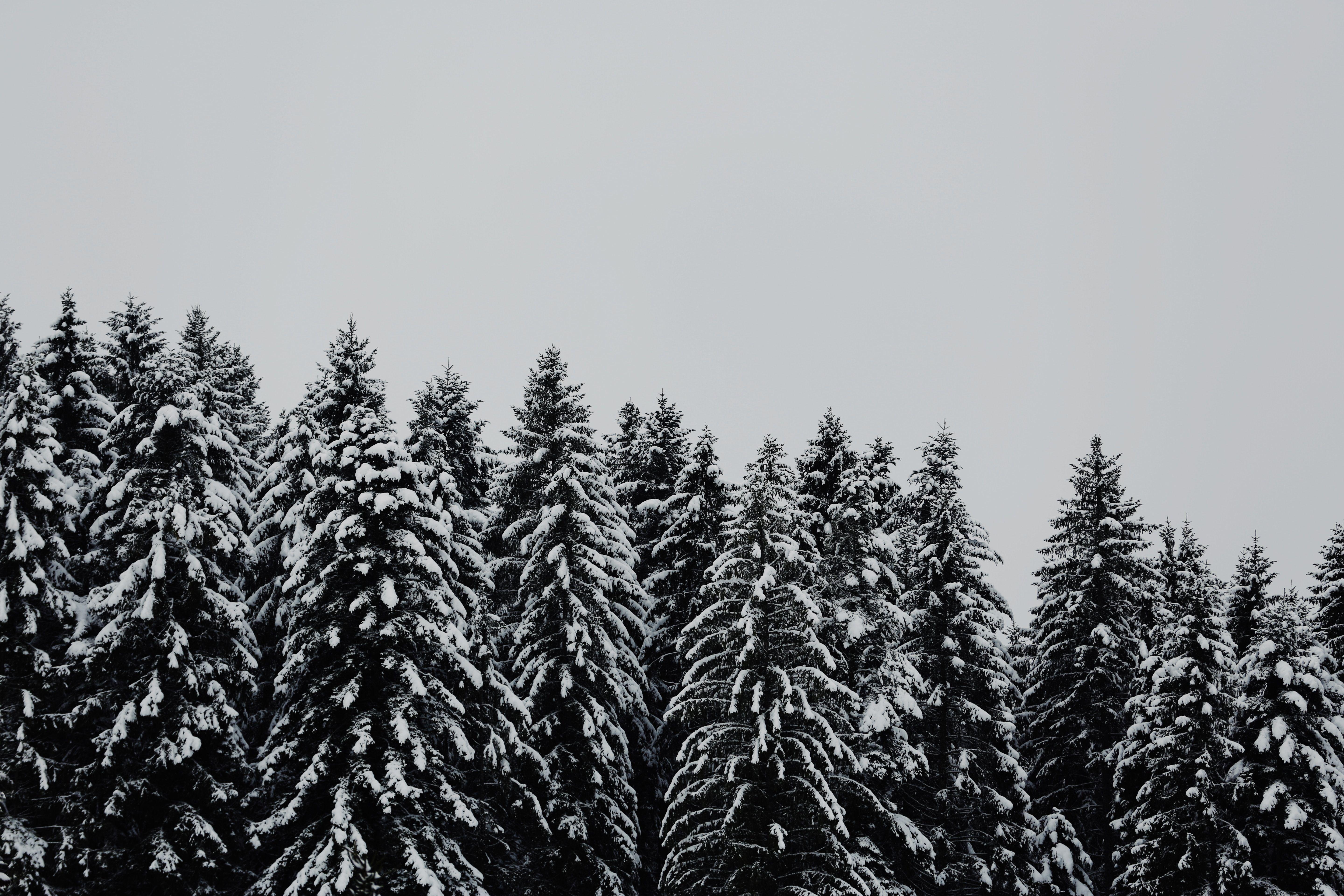 5760x3840 5760x3840 christmas, black and white, ice, monochrome, white, snow, PNG image, background, nature, winter, forest, frost, tree, pinetree, woodland, wallpaper, cold, plant, freeze. Mocah HD Wallpaper