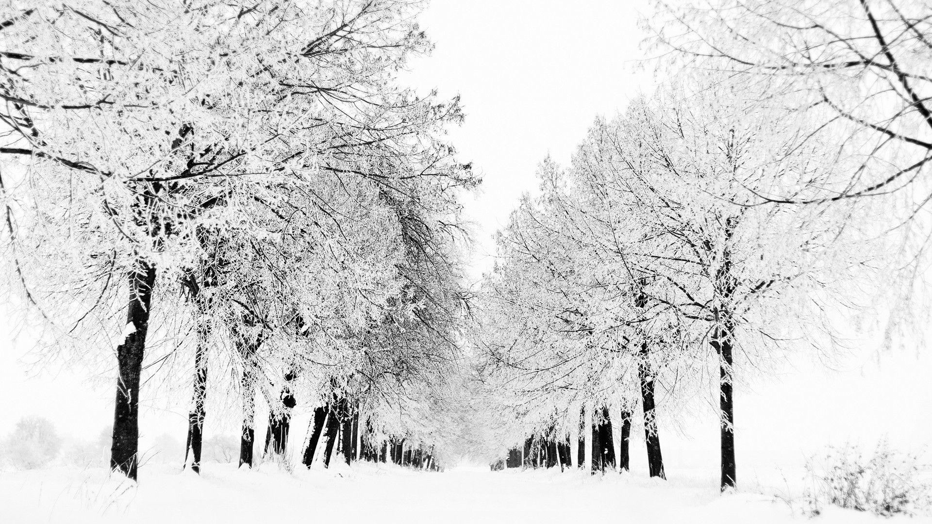 1920x1080 Black And White Winter Forest Wallpaper