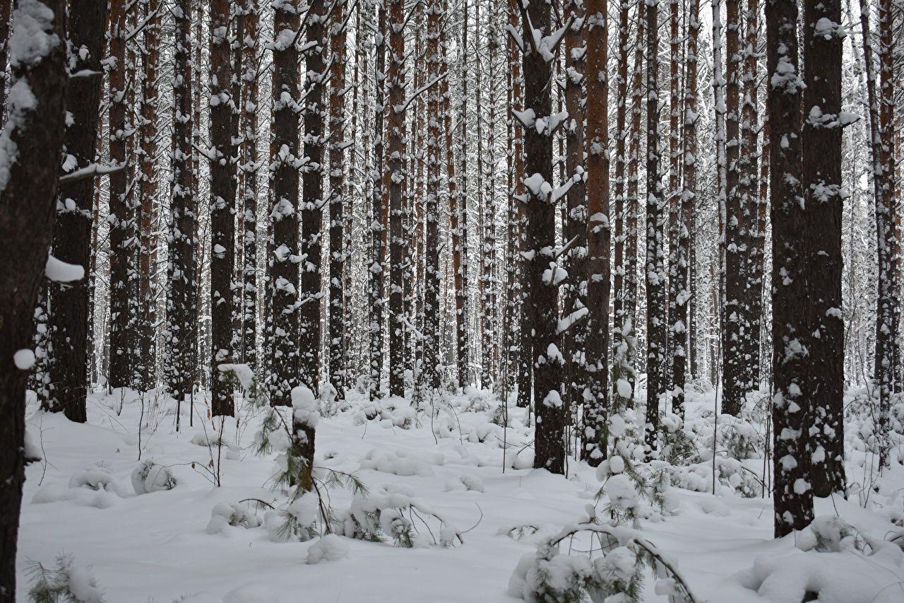 1280x853 Desktop Wallpaper Winter Nature Snow forest Trunk tree Trees