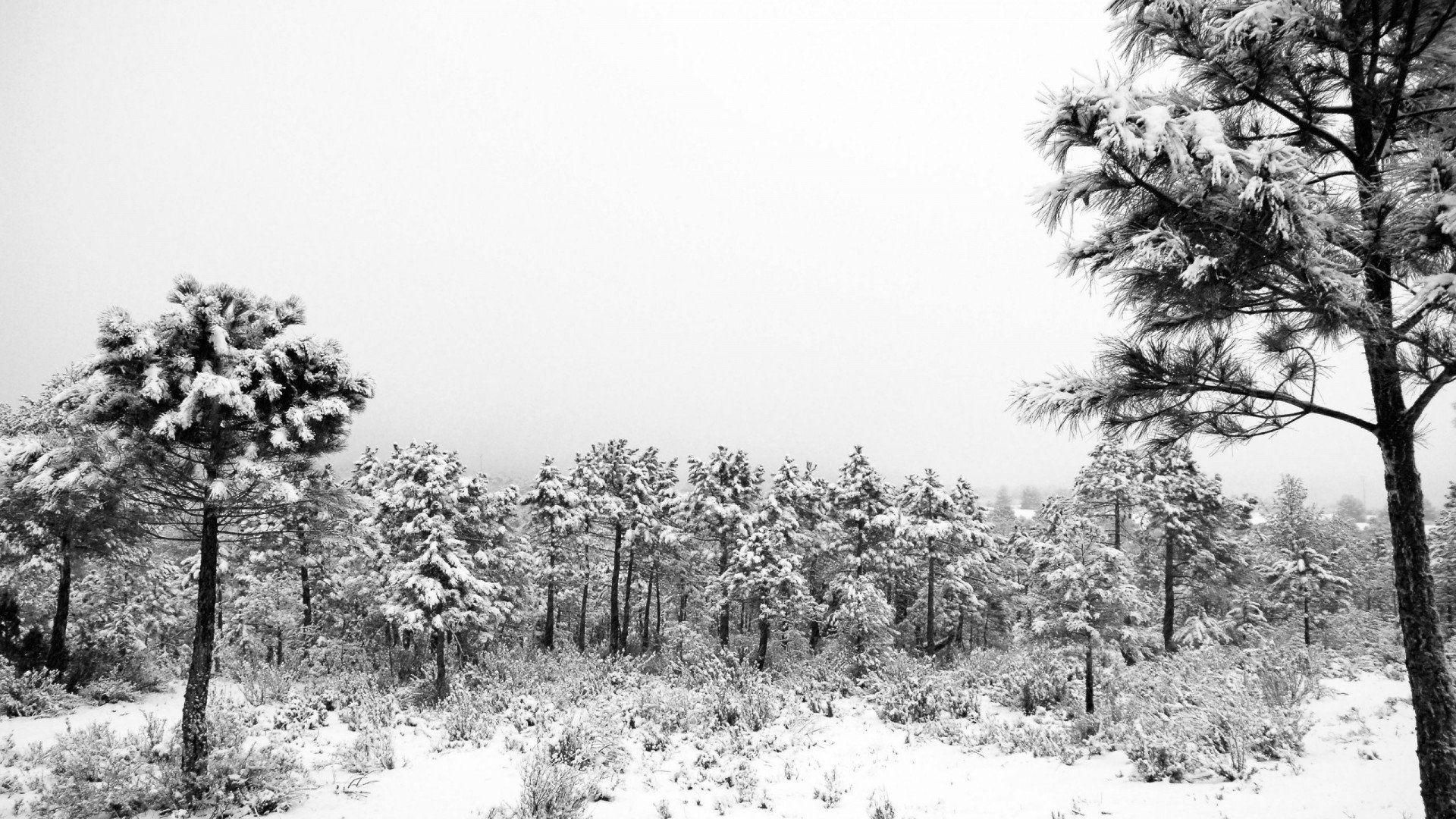 1920x1080 Black And White Winter Forest Wallpaper