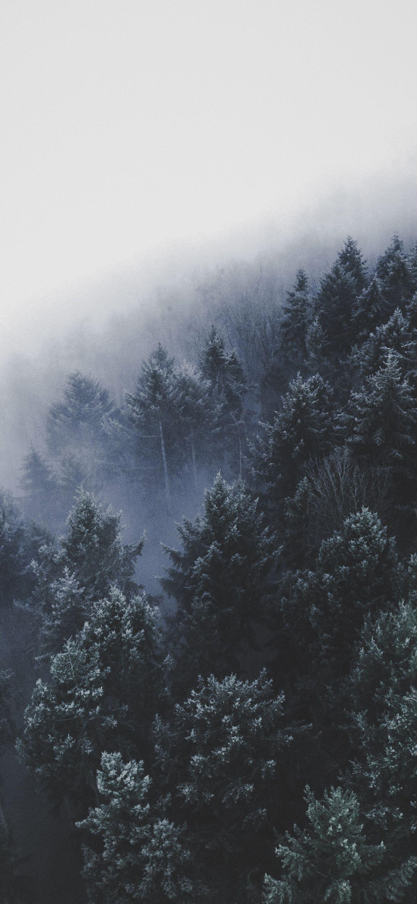 1420x3073 Winter Forest