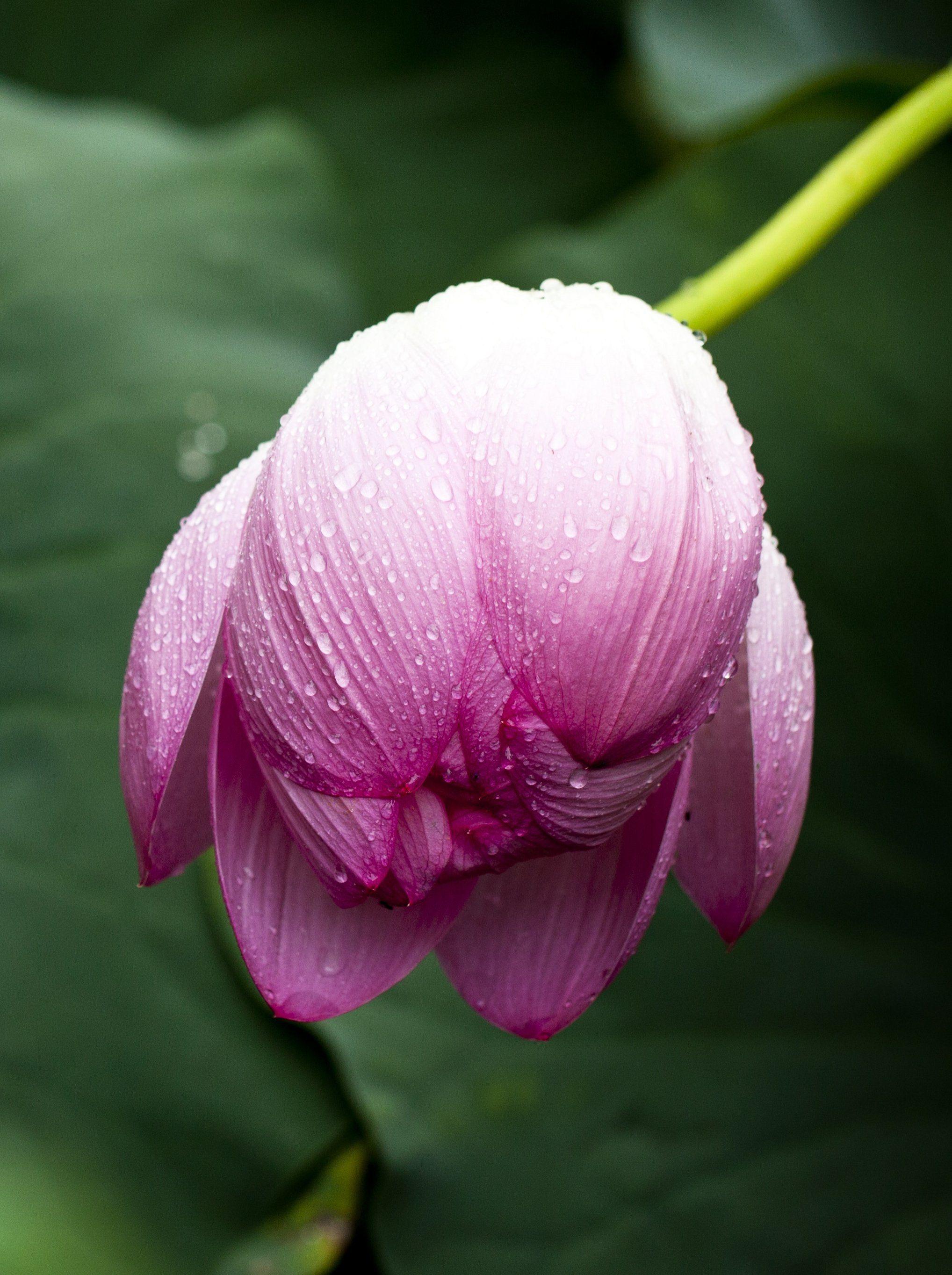 2036x2727 Lotus Leaf in Rain Wallpaper