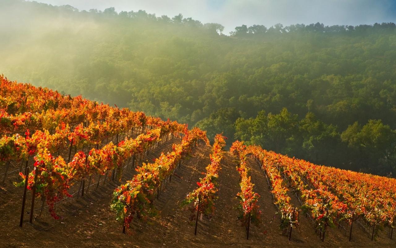 1280x804 California Vineyard wallpaper. California Vineyard