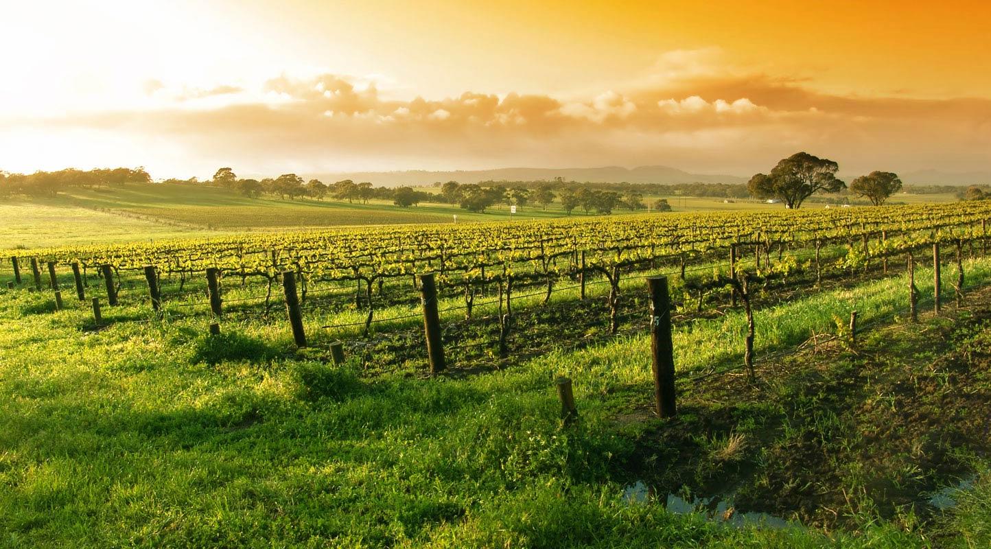 1444x800 Vineyards Background. Vineyards Wallpaper, Napa Vineyards Wallpaper and Tuscany Vineyards Wallpaper