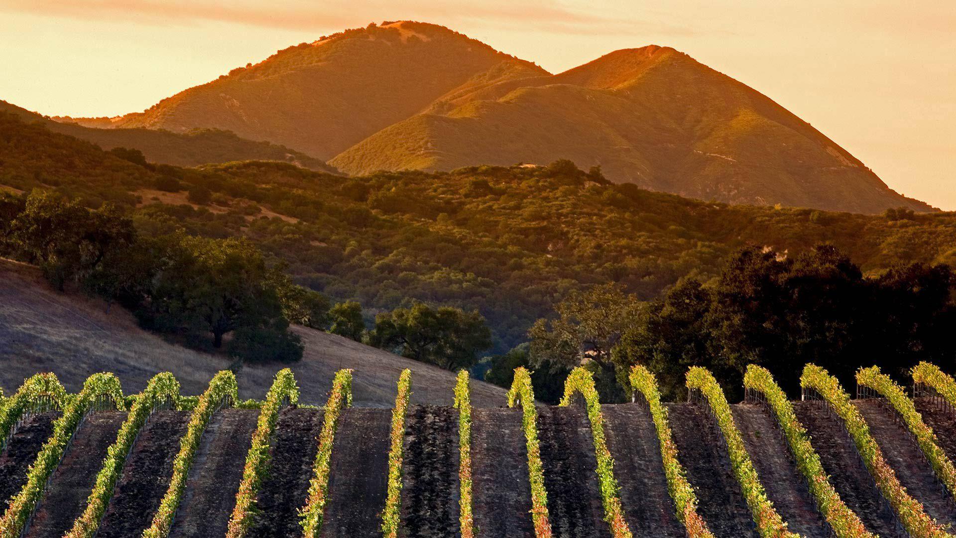 1920x1080 Vineyard On Mountain California HD Travel Wallpaper