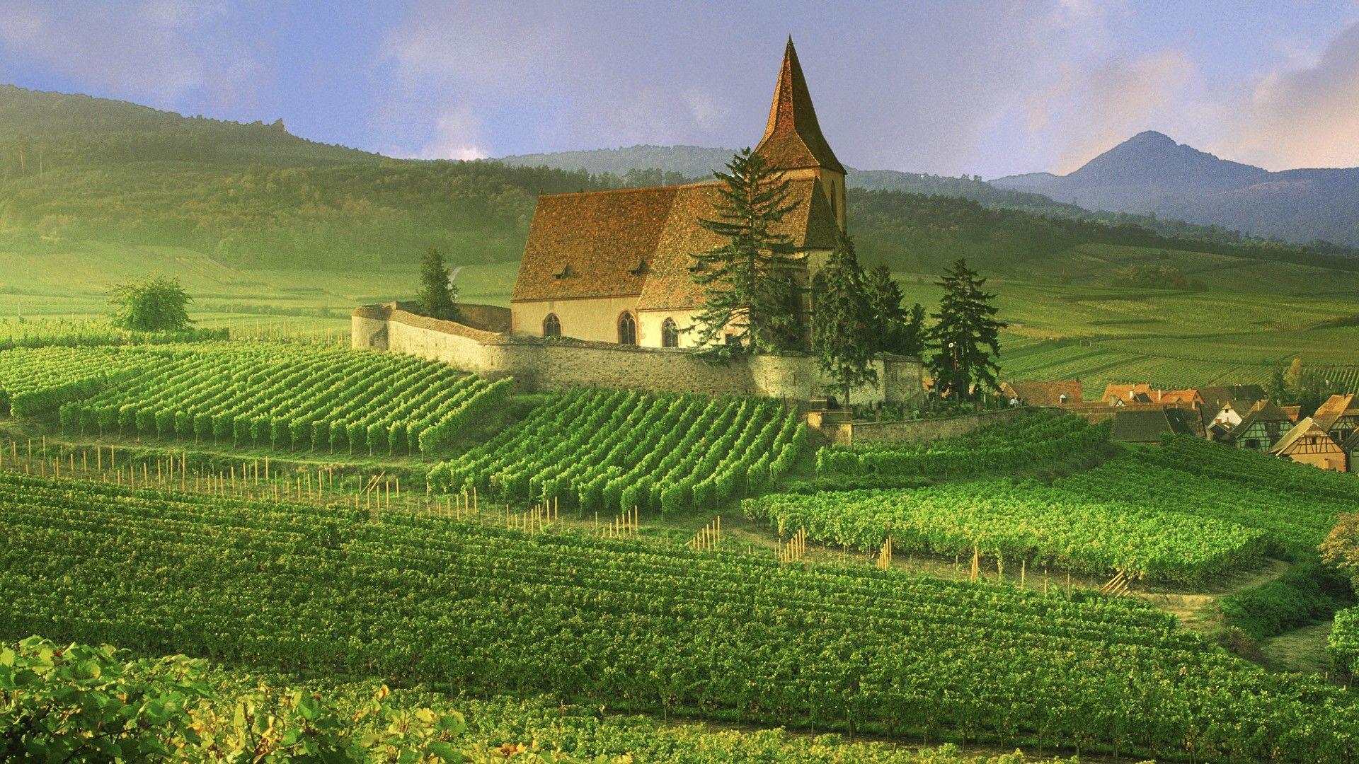 1920x1080 Vineyards Background. Vineyards Wallpaper, Napa Vineyards Wallpaper and Tuscany Vineyards Wallpaper