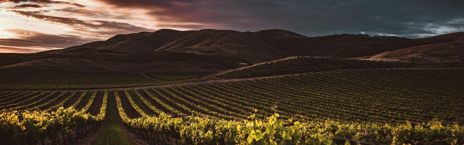 1600x500 Napa Valley. best free napa valley, vineyard, grape and united state photo