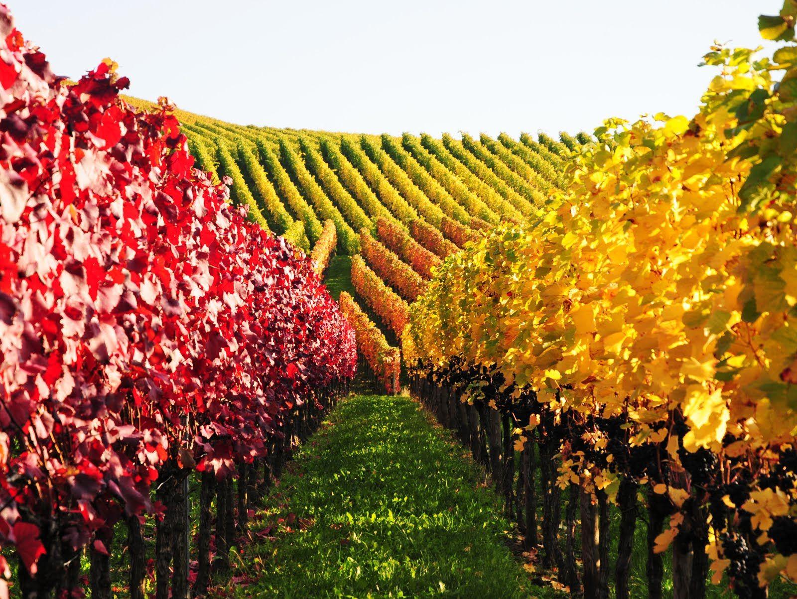 1600x1203 Vineyards Wallpaper. Vineyards Wallpaper, Napa Vineyards Wallpaper and Tuscany Vineyards Wallpaper