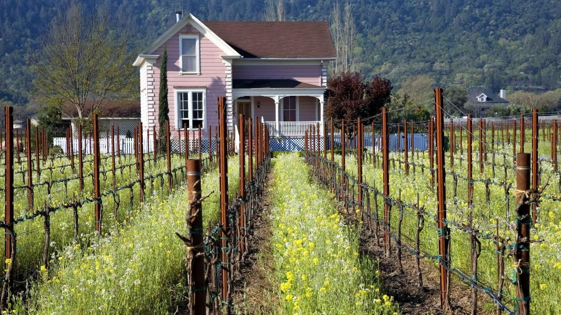 1920x1080 California Vineyard Wallpaper .