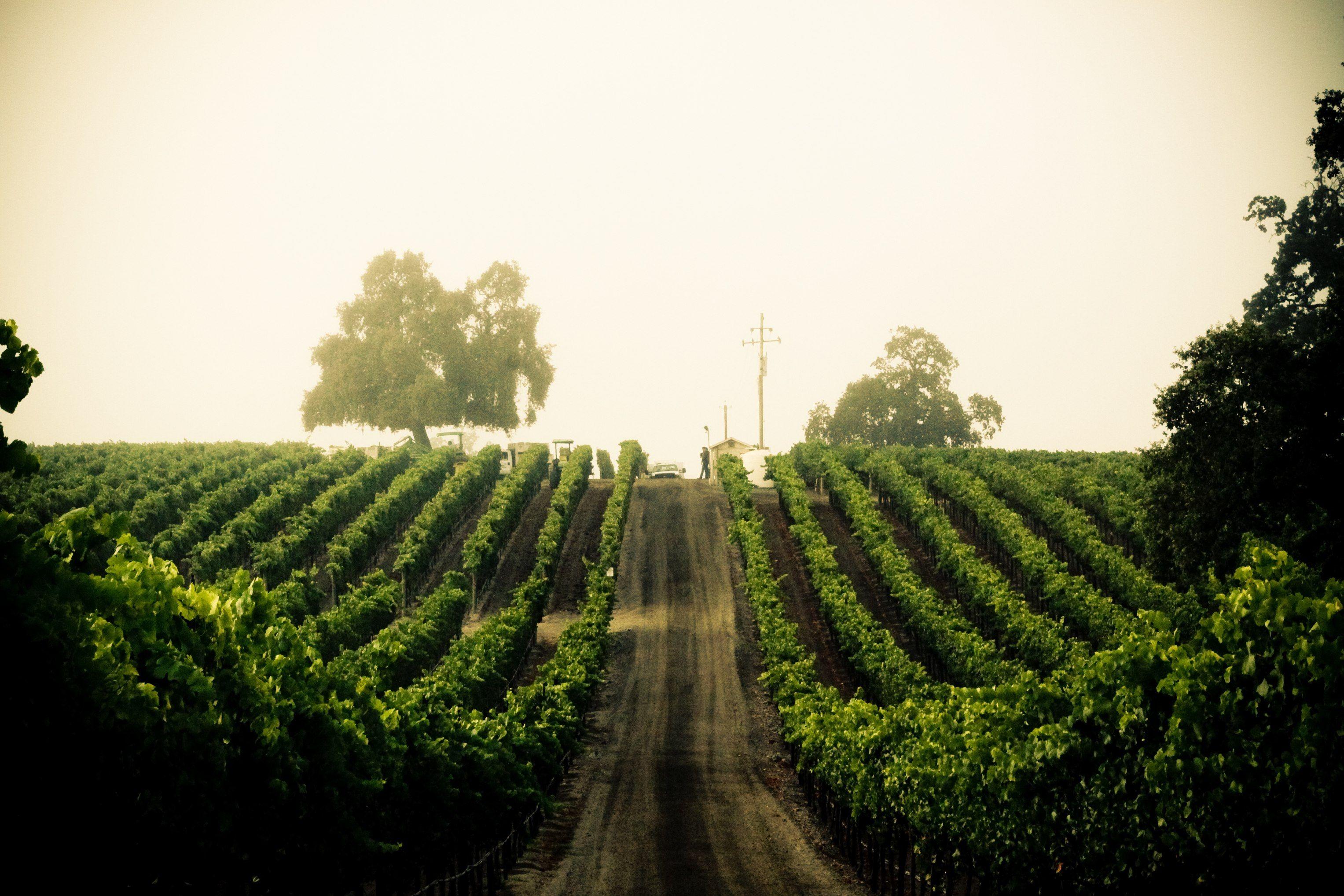 3054x2036 Vineyards Background. Vineyards Wallpaper, Napa Vineyards Wallpaper and Tuscany Vineyards Wallpaper