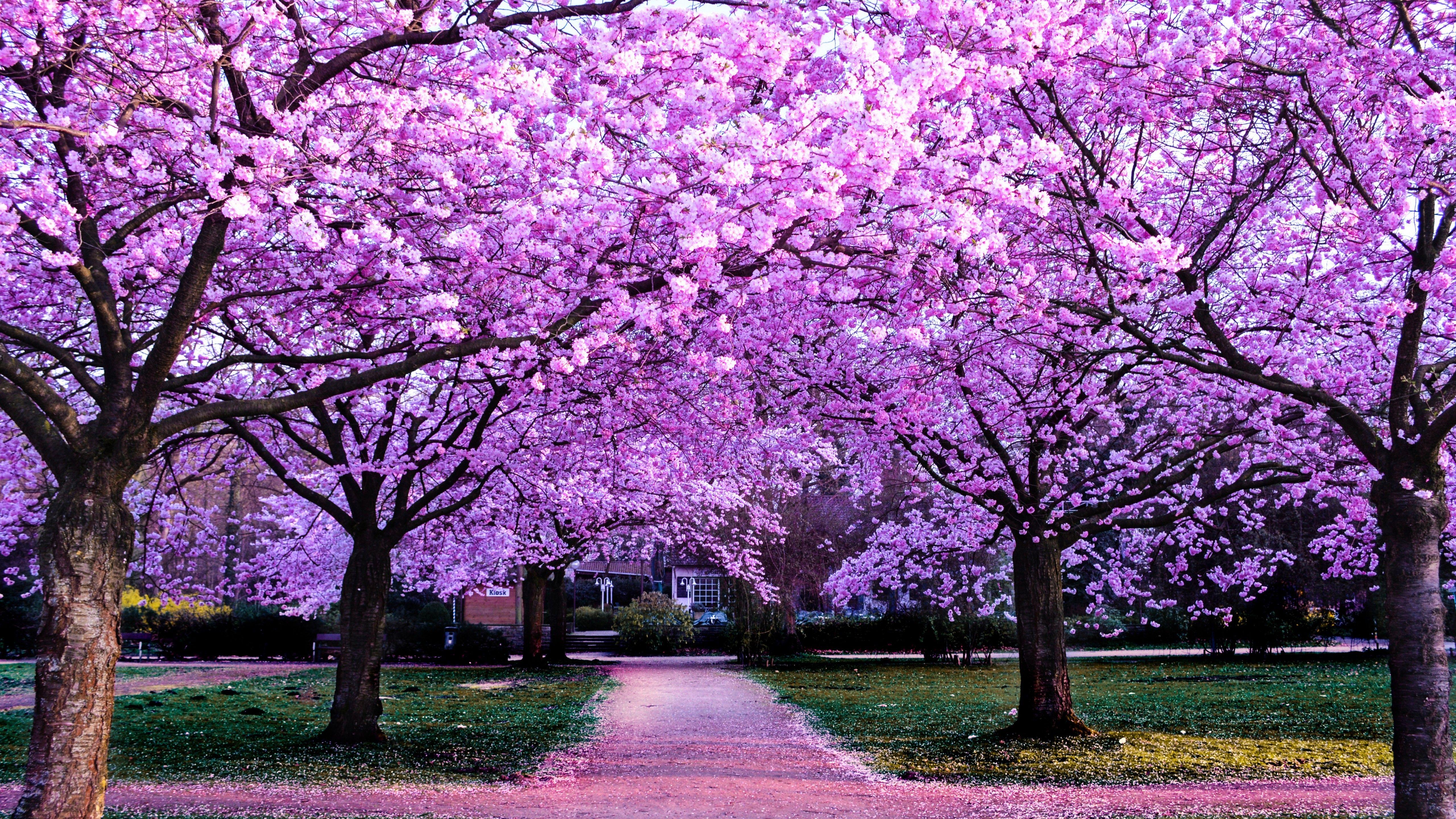 5120x2880 Cherry Blossom Trees Wallpaper 4K, Purple Flowers, Pathway, Nature