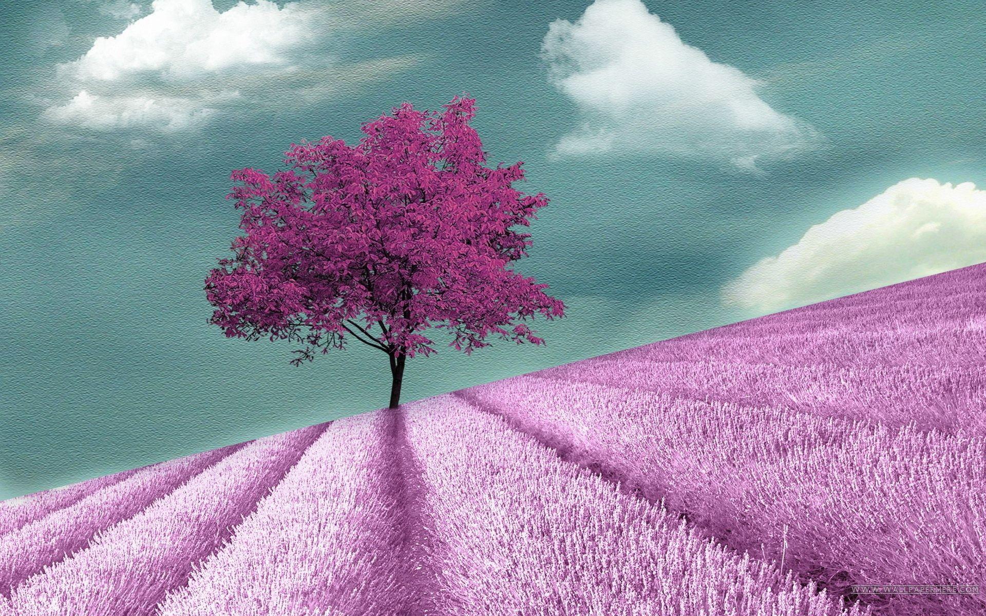 1920x1200 4K Purple Tree Wallpaper .