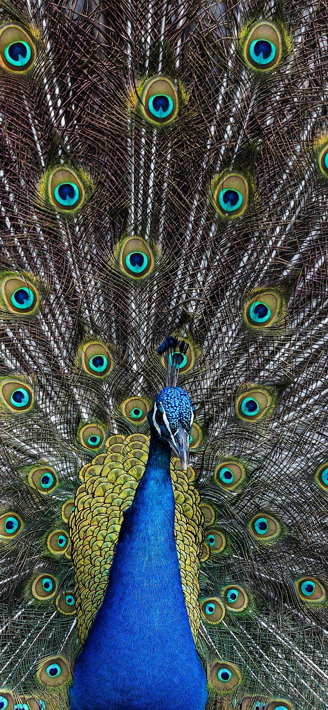 1125x2436 iPhone X wallpaper. peacock animal bird art