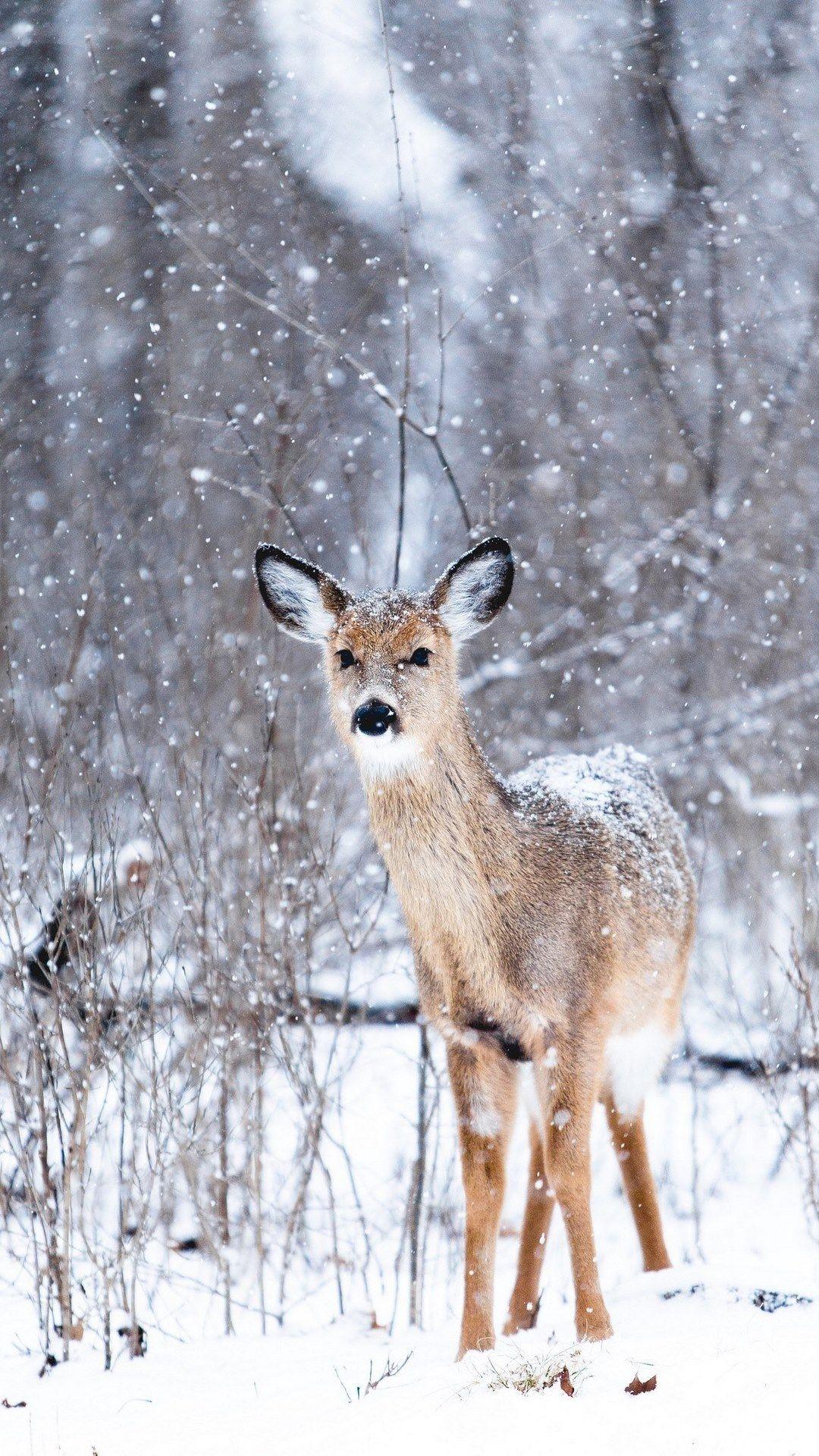 1080x1920 wallpaper iphone wallpaper iphone background and lock screen background hd, Nokia 6 wallpaper HD free download, 1080x1920. Mocah HD Wallpaper