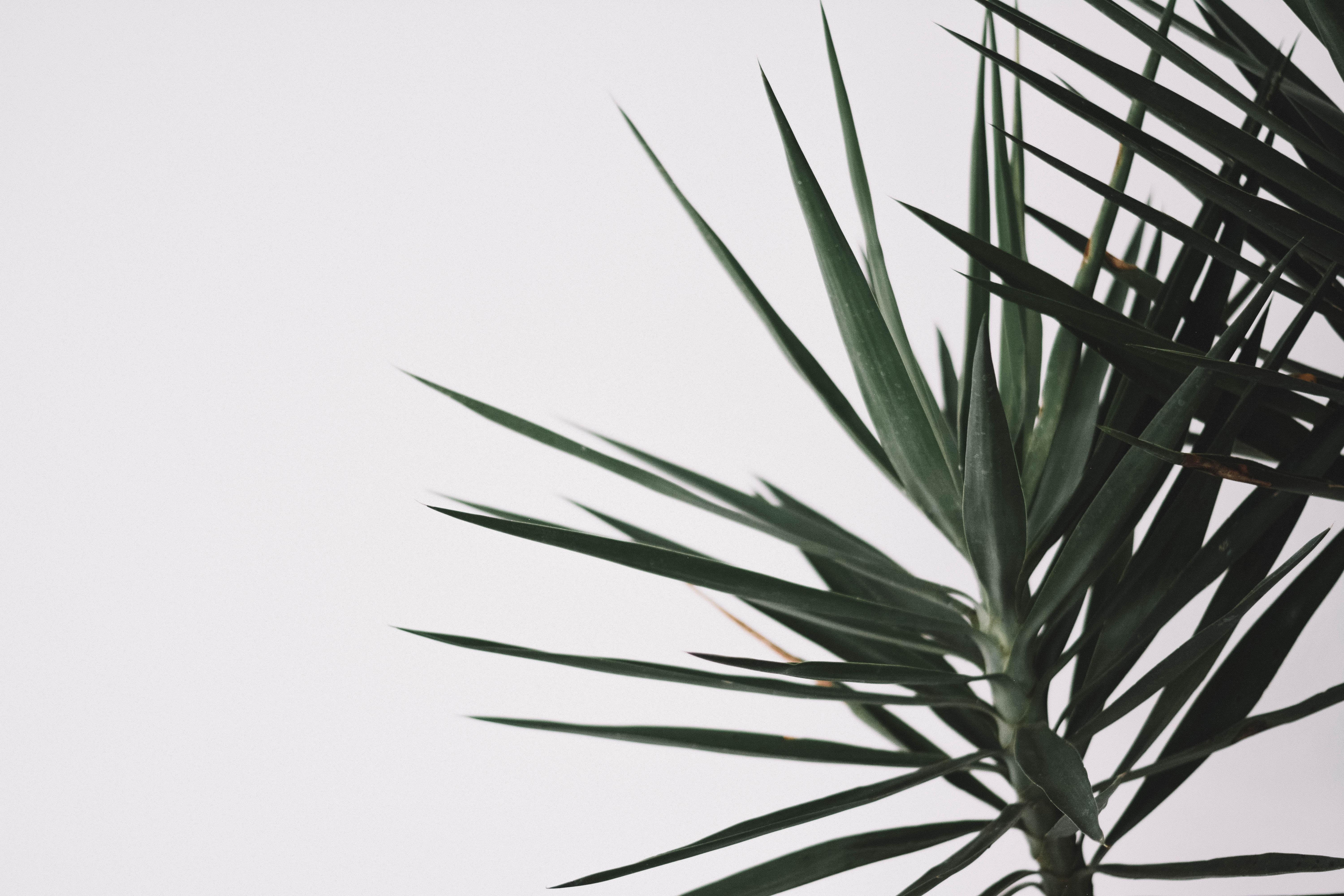 6000x4000 Minimalist Plant Wallpaper