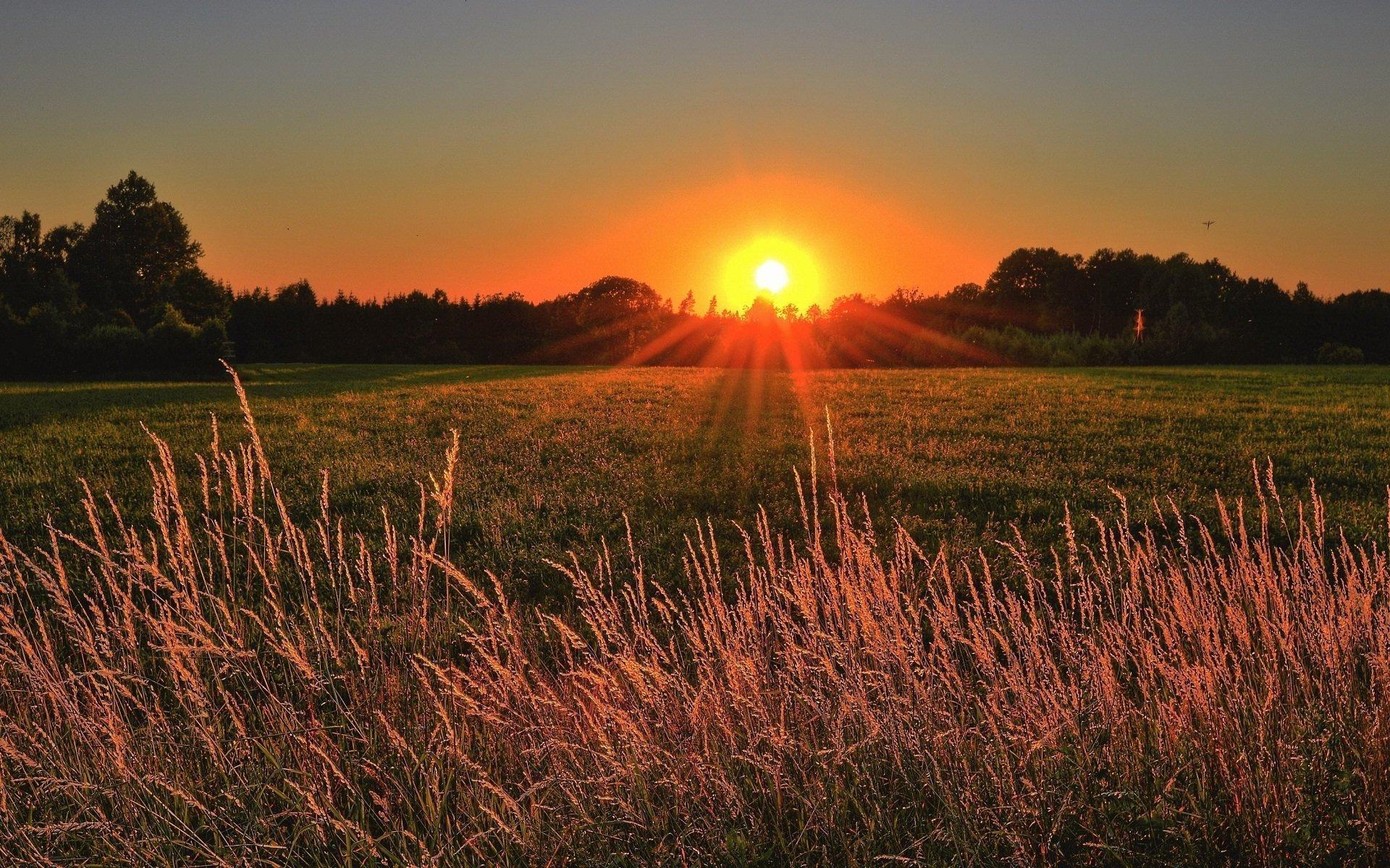 1920x1200 Natural Good Morning Sunshine Have A Nice Day Wallpaper