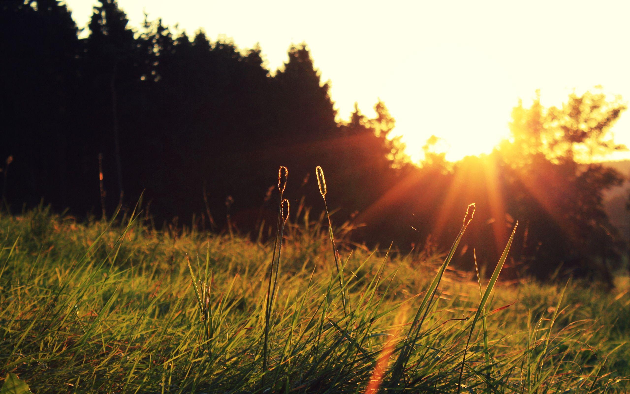 2560x1600 Good Morning with Sun .