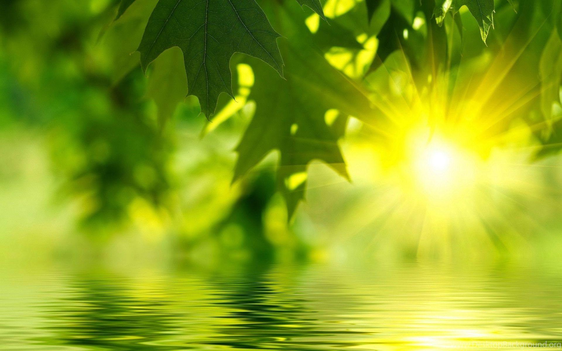 1920x1200 Good Morning Sunshine Nature Wallpaper Desktop Background
