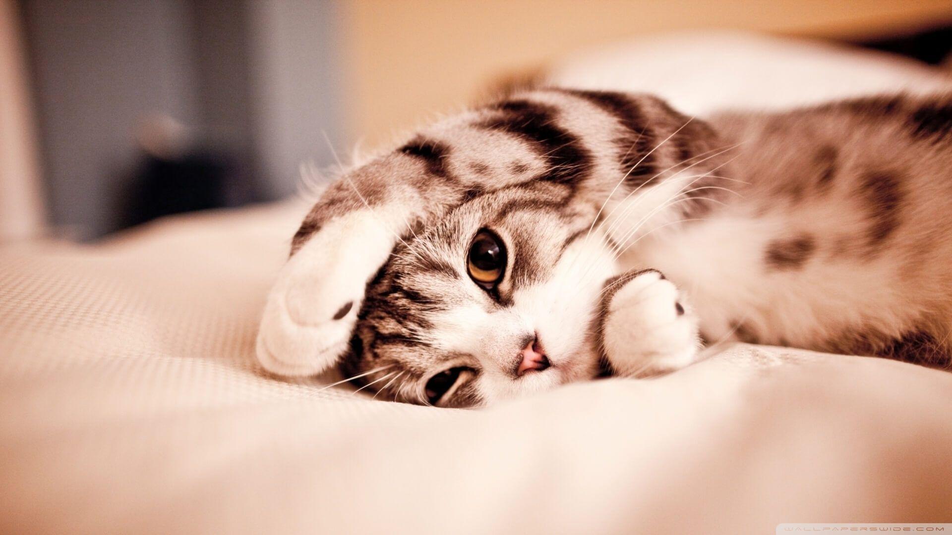 1920x1080 Adorable PC Wallpaper .