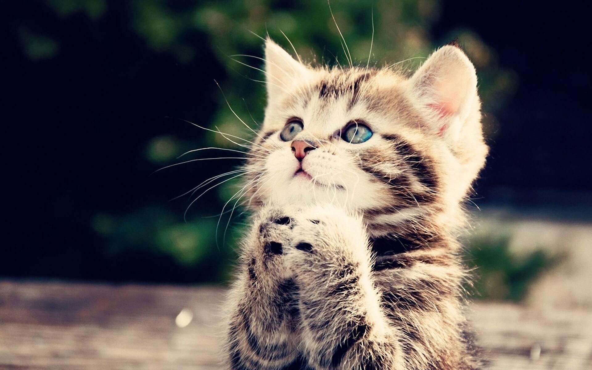 1920x1200 Cute Cat Wallpaper For Computer Desktop