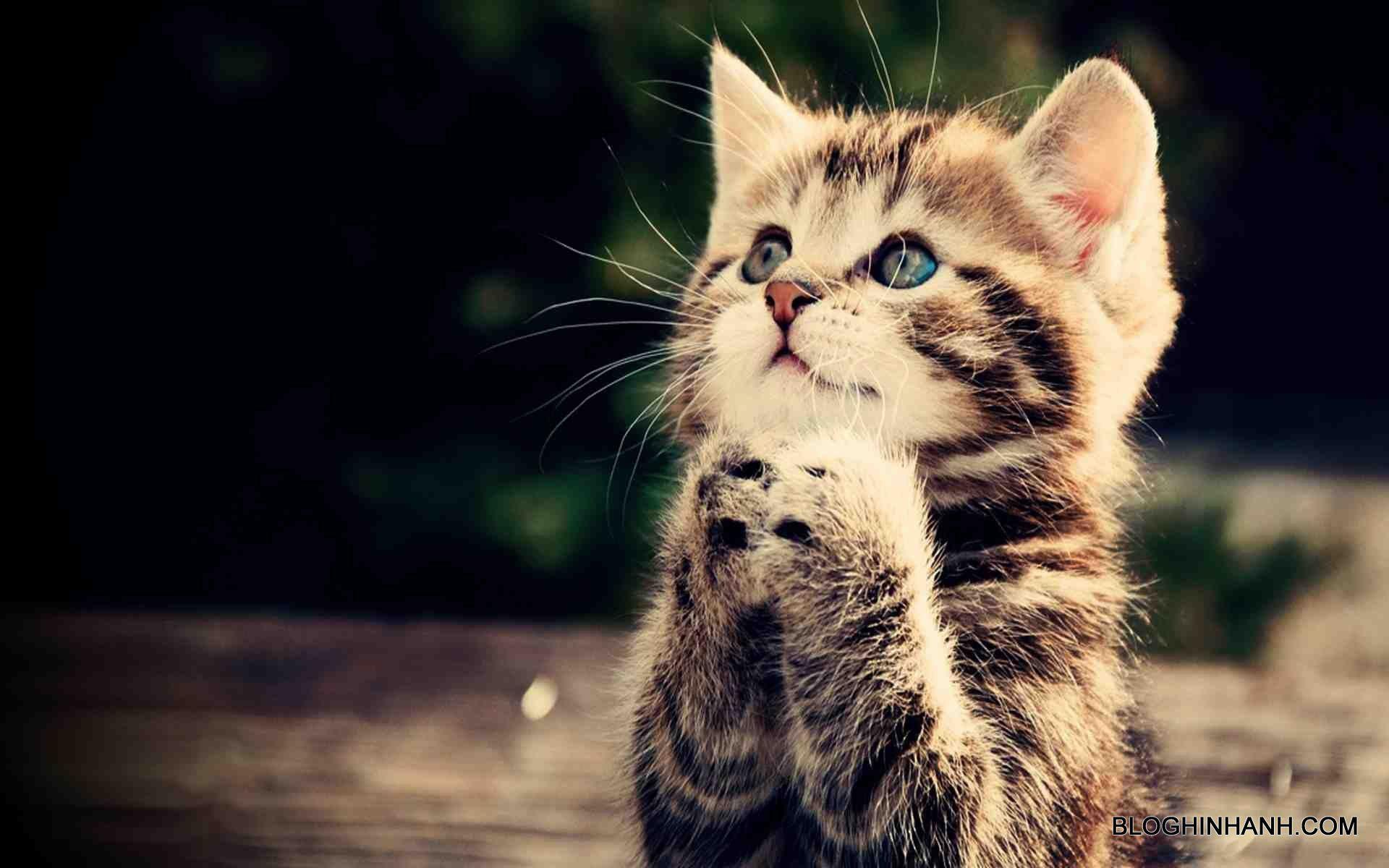 1920x1200 Download beautiful kitten wallpaper, super cute for desktop