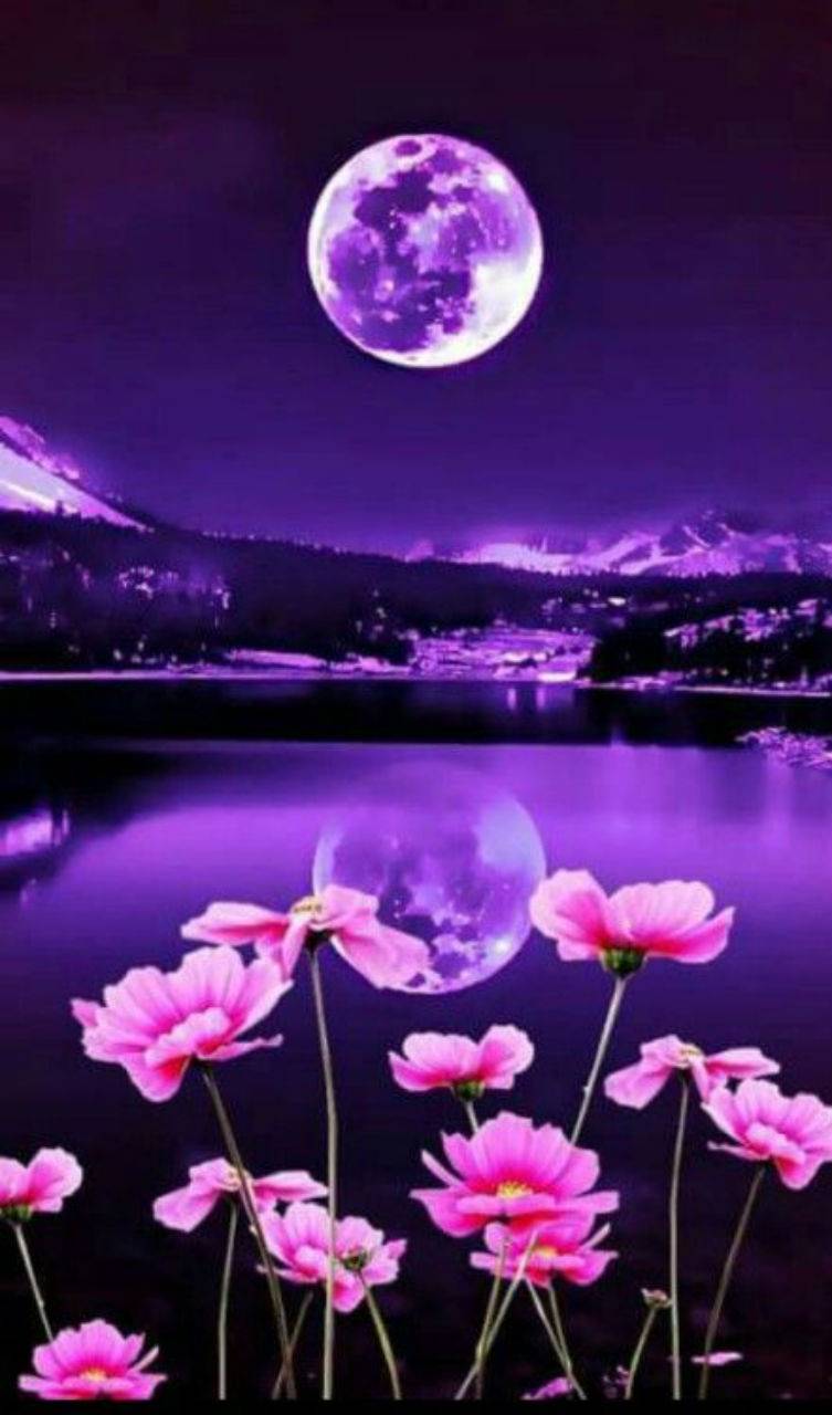 Flowers And Moon Wallpapers Top Free Flowers And Moon Backgrounds Wallpaperaccess
