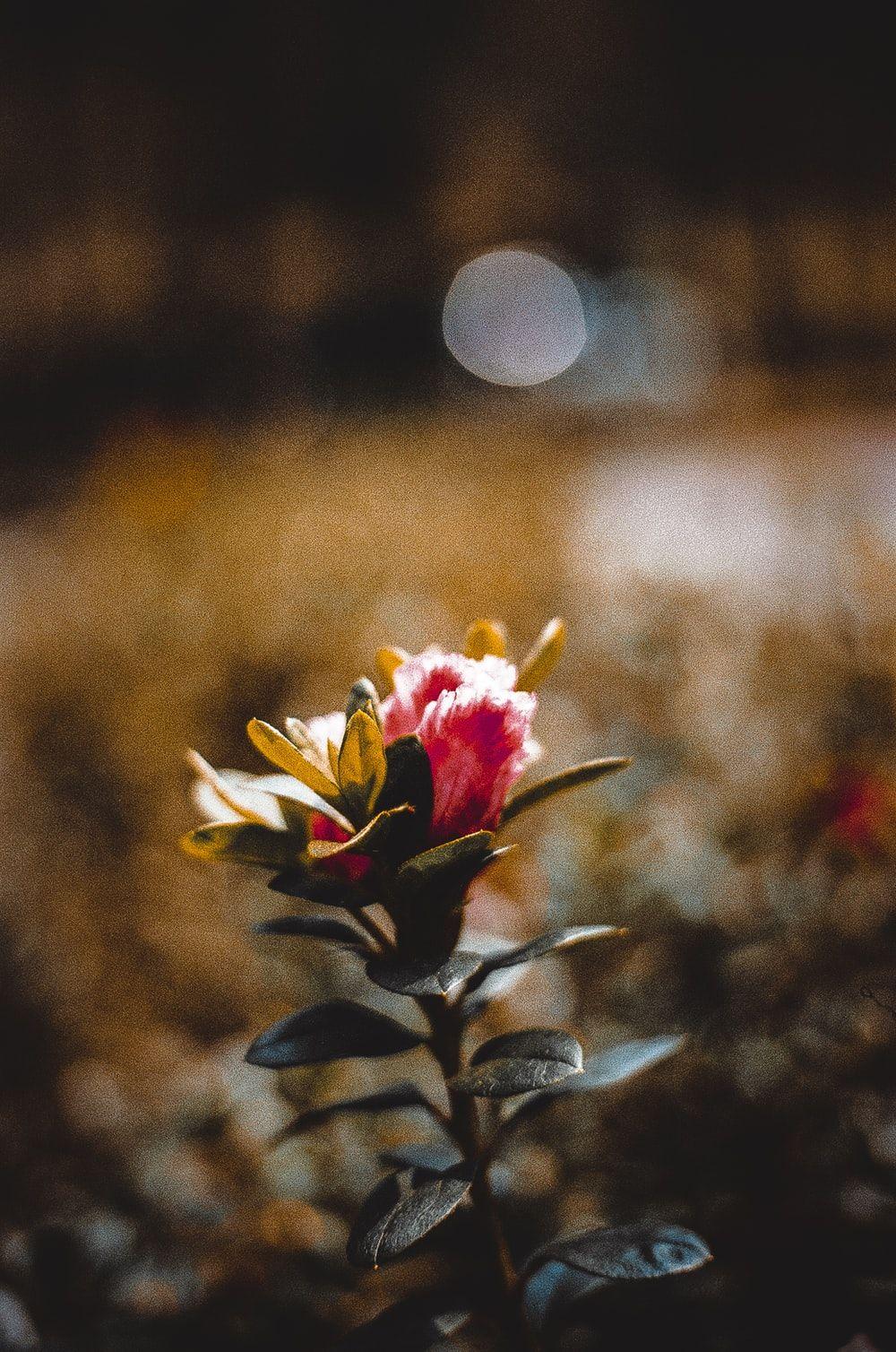 Flowers and Moon Wallpapers Top Free Flowers and Moon Backgrounds