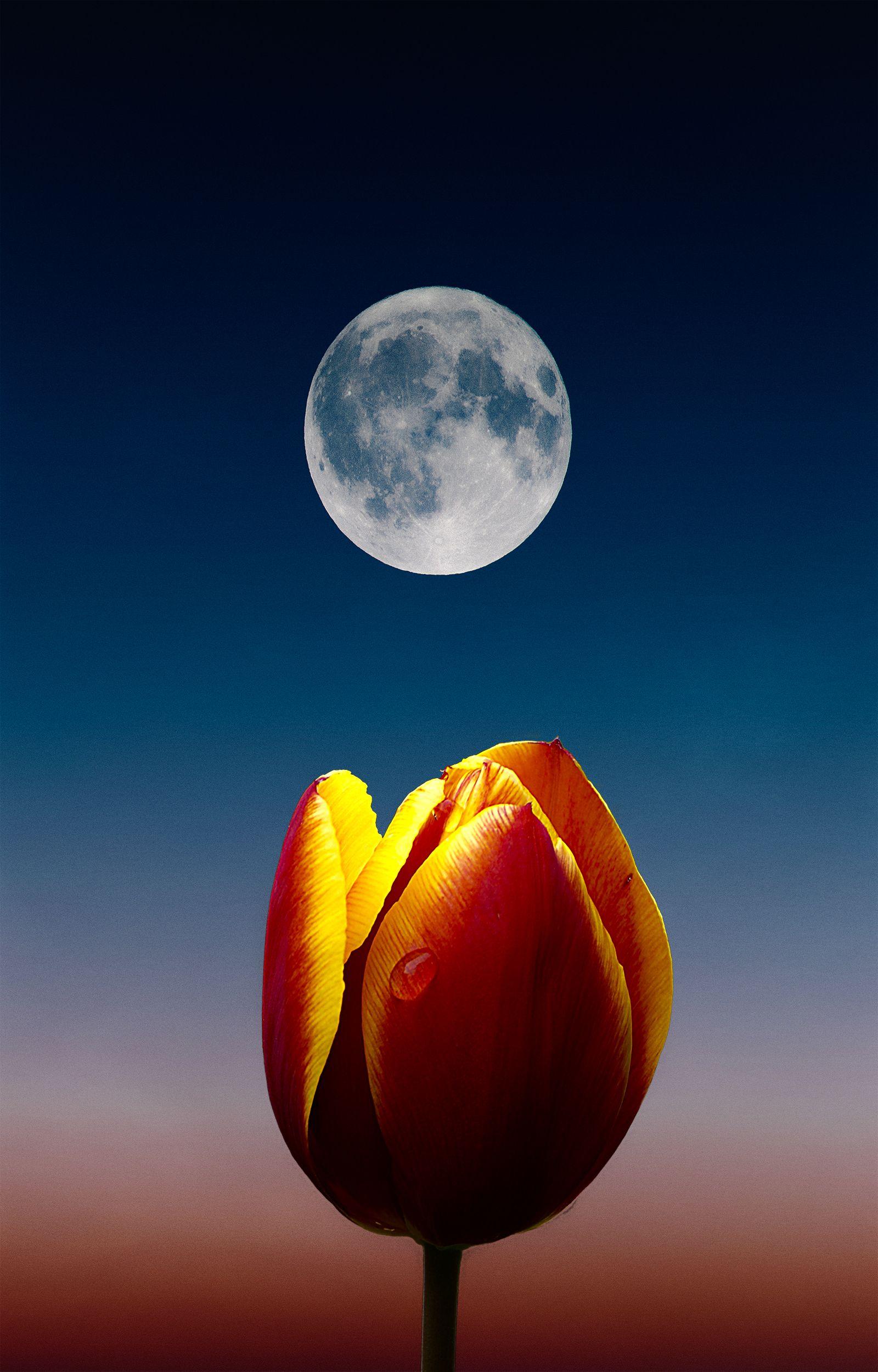 Flowers and Moon Wallpapers - Top Free Flowers and Moon Backgrounds
