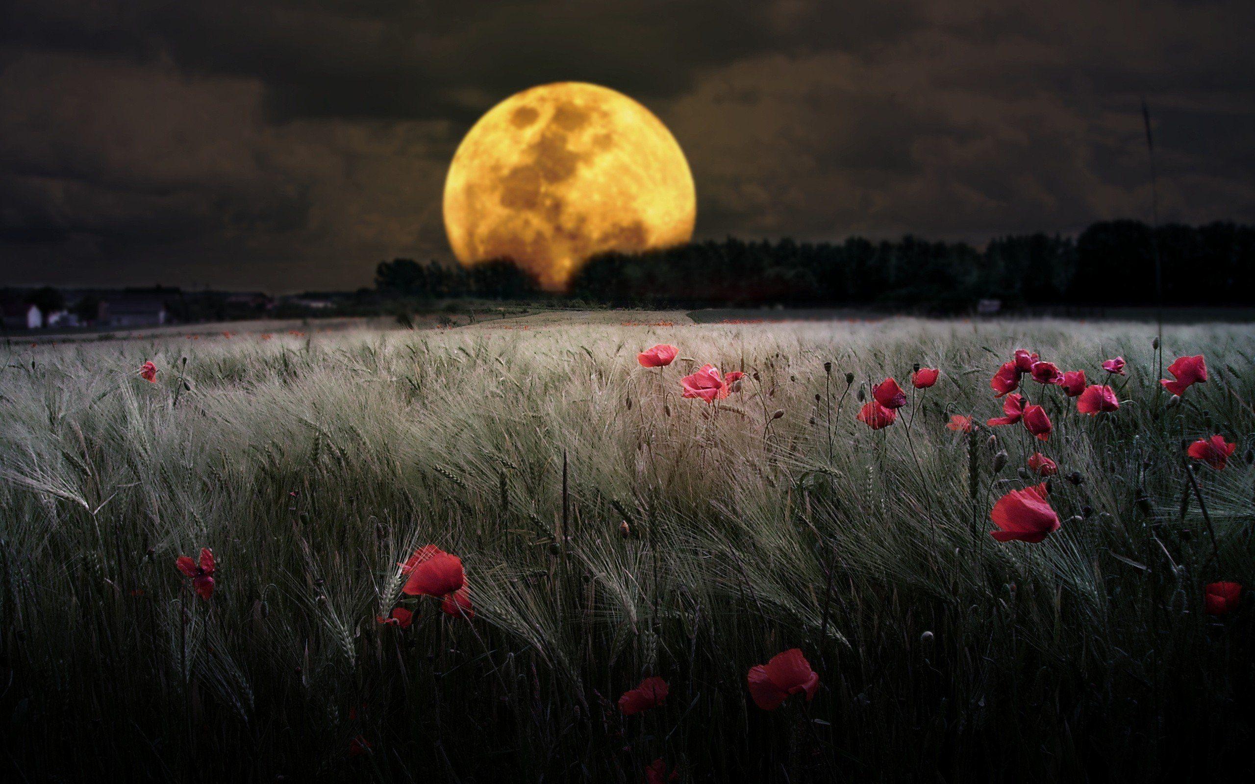 Flowers and Moon Wallpapers - Top Free Flowers and Moon Backgrounds