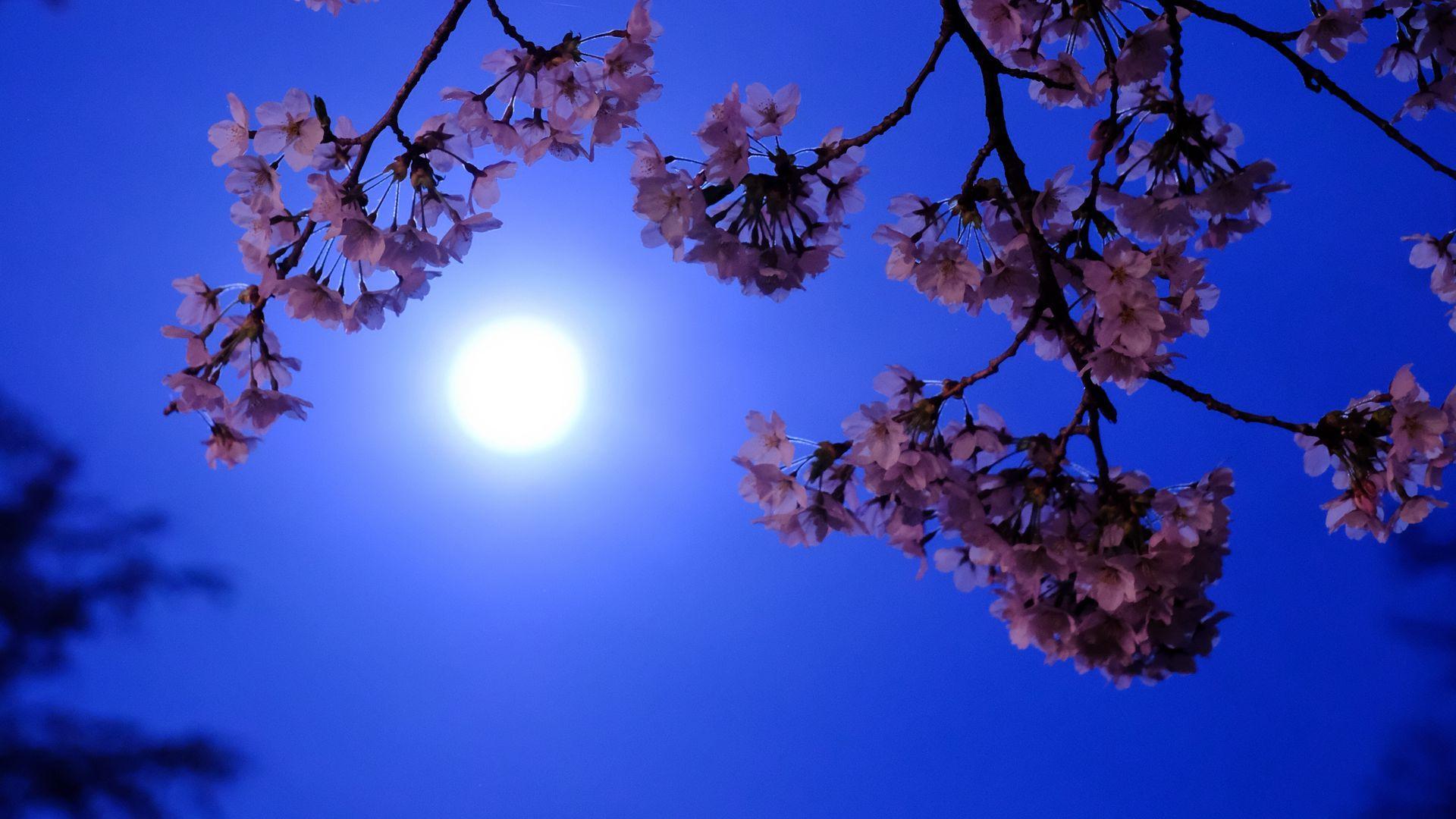 Flowers and Moon Wallpapers - Top Free Flowers and Moon Backgrounds ...