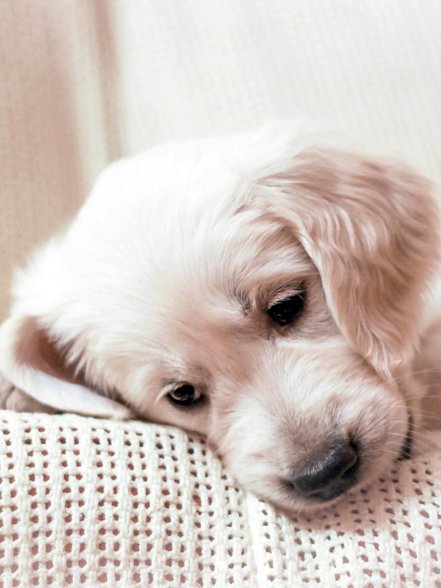 1536x2048 Golden Retriever Puppy, Lying, Muzzle