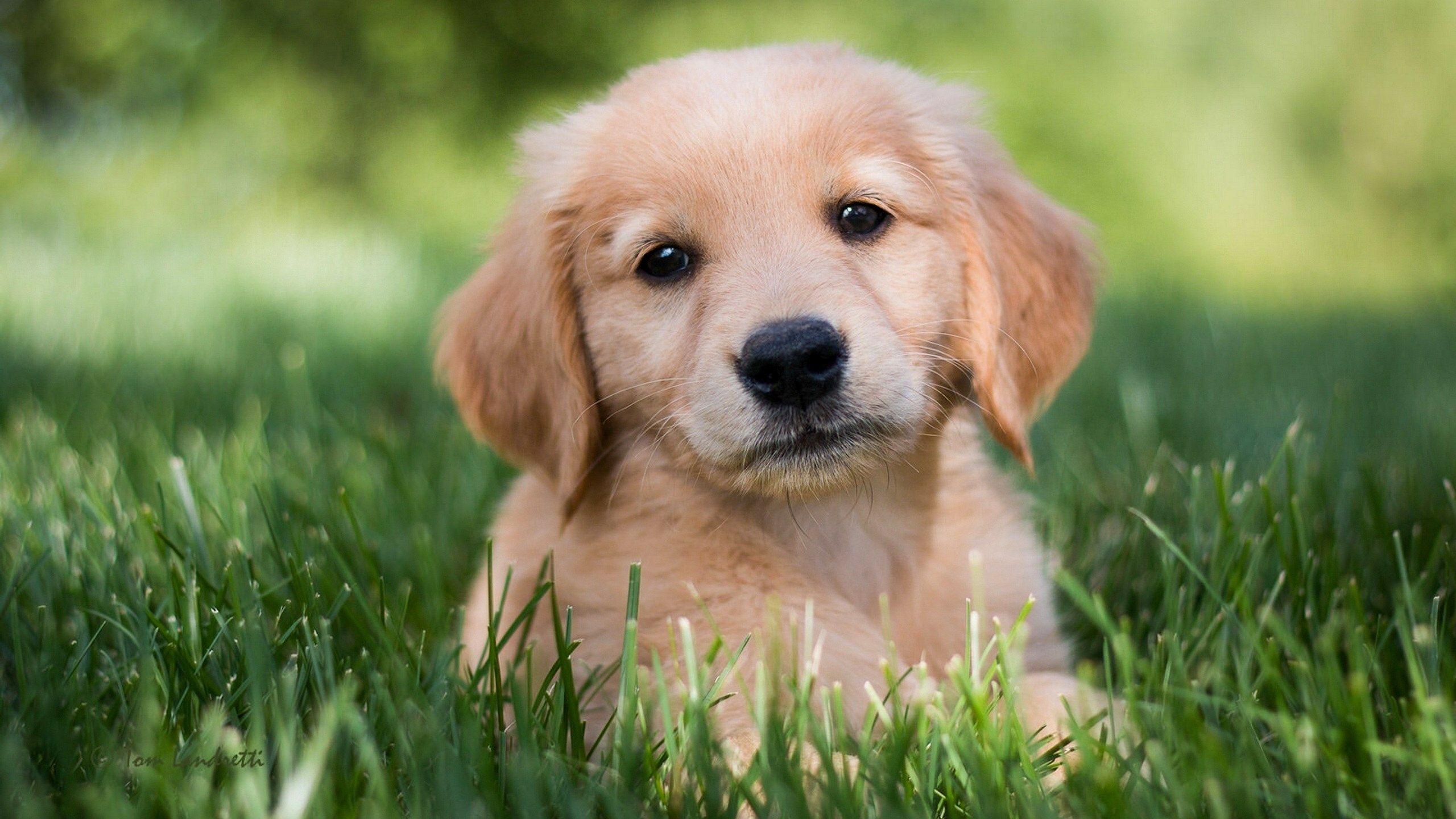 2560x1440 golden retriever dog puppy wallpaper HD wallpaper, Background